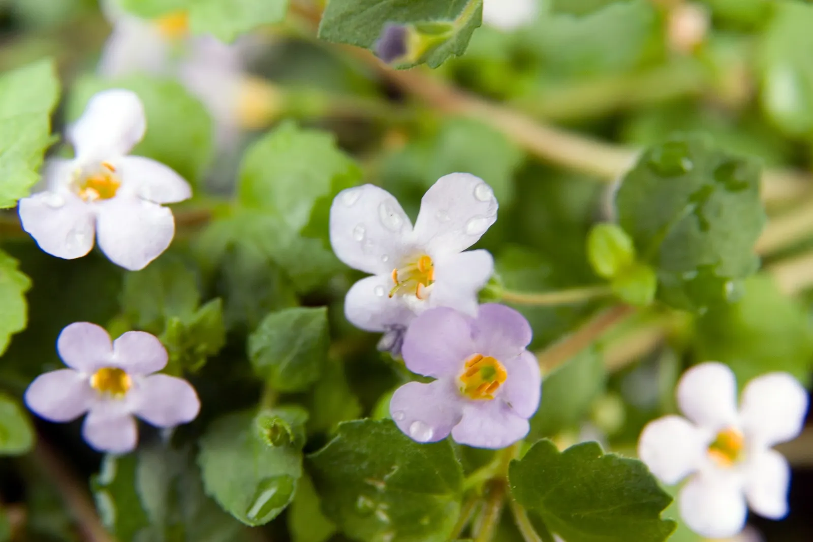 White Bacopa (Sutera Cordata) — fertilize monthly with a balanced