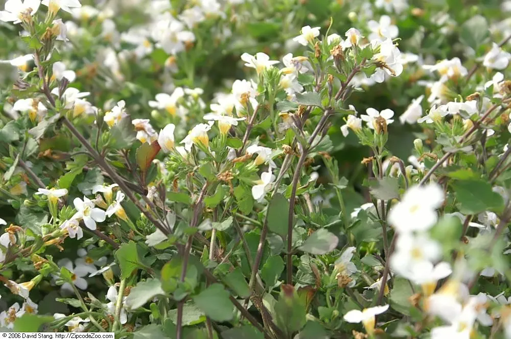 White Bacopa (Sutera Cordata) — is an excellent choice for hanging baskets; white Bacopa provides a prolonged season of visual interest
