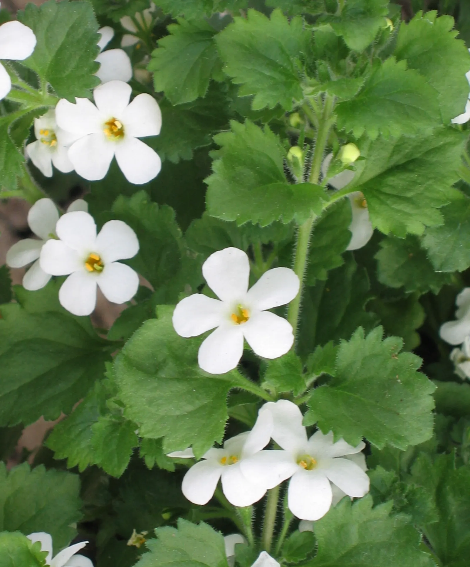 White Bacopa (Sutera Cordata) — creating a harmonious and textured display.<br><br>For the ideal growth