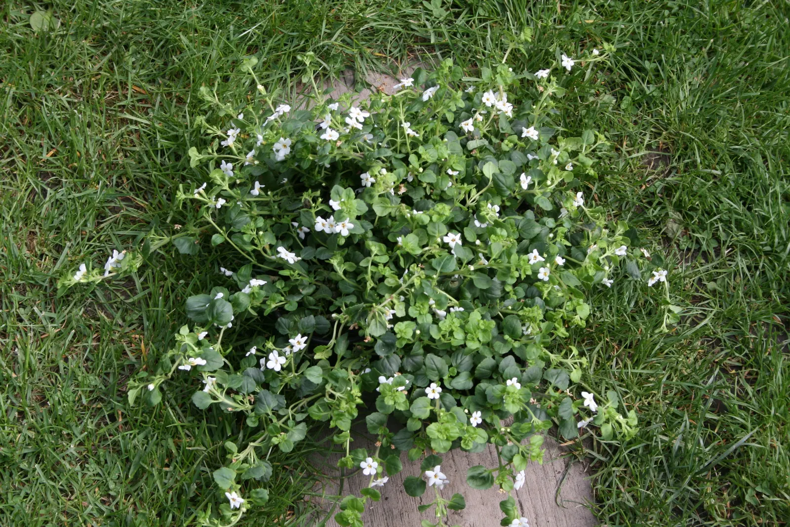White Bacopa (Sutera Cordata) — White Bacopa pairs exquisitely with other annuals and perennials that favor similar growing conditions; convey this ease of
