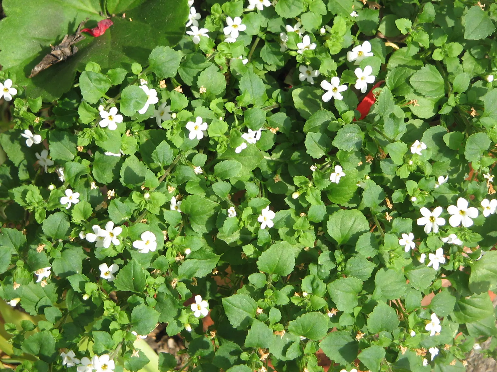 White Bacopa (Sutera Cordata) — Renowned for its cascading growth habit