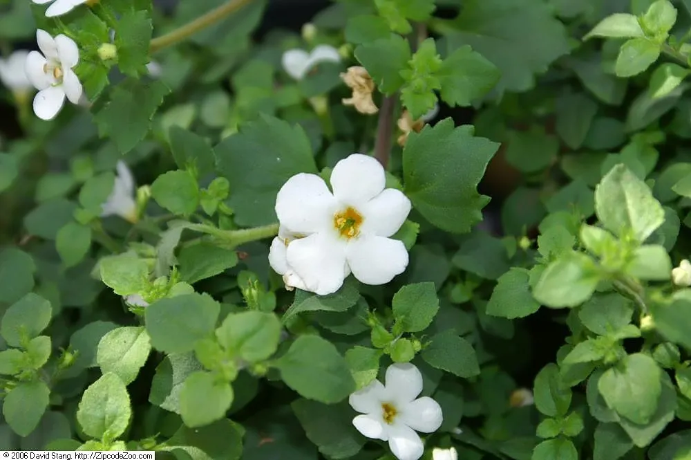 White Bacopa (Sutera Cordata) — Renowned for its cascading growth habit; preferring full sun to partial shade, it requires well-draining soil and, image 65