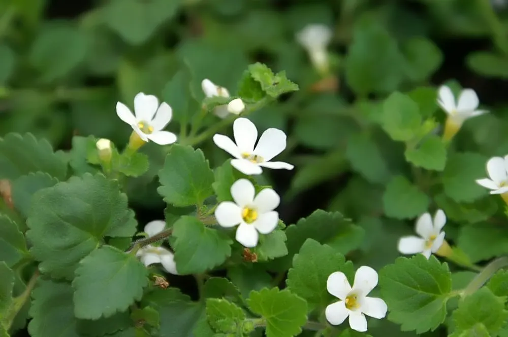 White Bacopa (Sutera Cordata) — is an excellent choice for hanging baskets; white Bacopa provides a prolonged season of visual interest, image 67