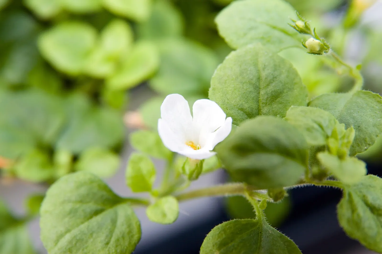 White Bacopa (Sutera Cordata) — Convey this ease of care to the client to assure them of a stunning yet manageable garden feature