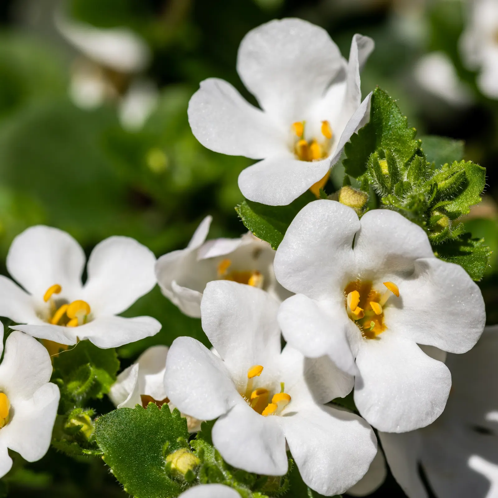 White Bacopa (Sutera Cordata) — it attracts butterflies while being deer resistant; is an excellent choice for hanging baskets