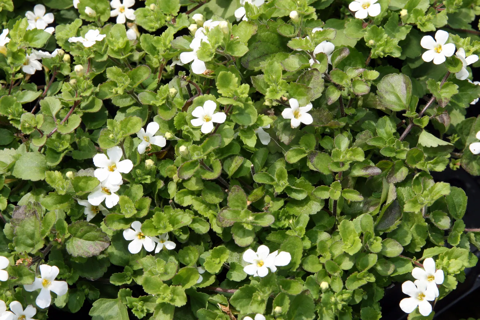 White Bacopa (Sutera Cordata) — and even as a ground cover; convey this ease of care to the client to assure them of a stunning yet manageable, image 68
