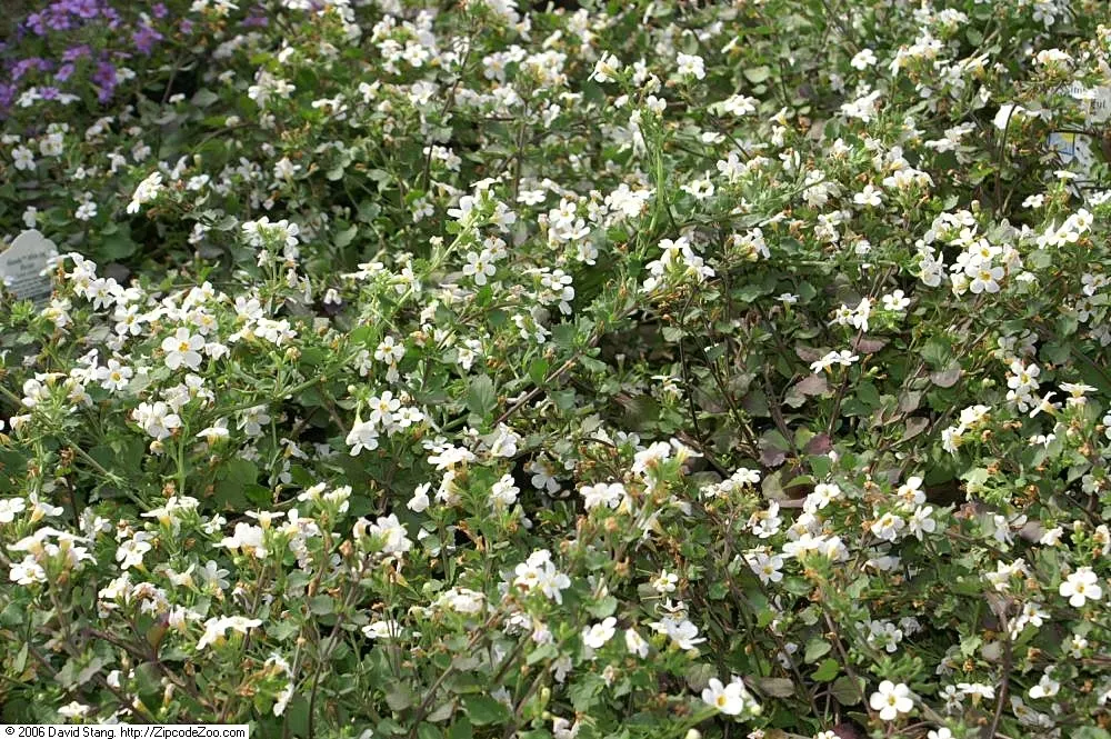 White Bacopa (Sutera Cordata) — When incorporating it into a landscape design, consider its propensity to spread; white Bacopa provides a prolonged season of