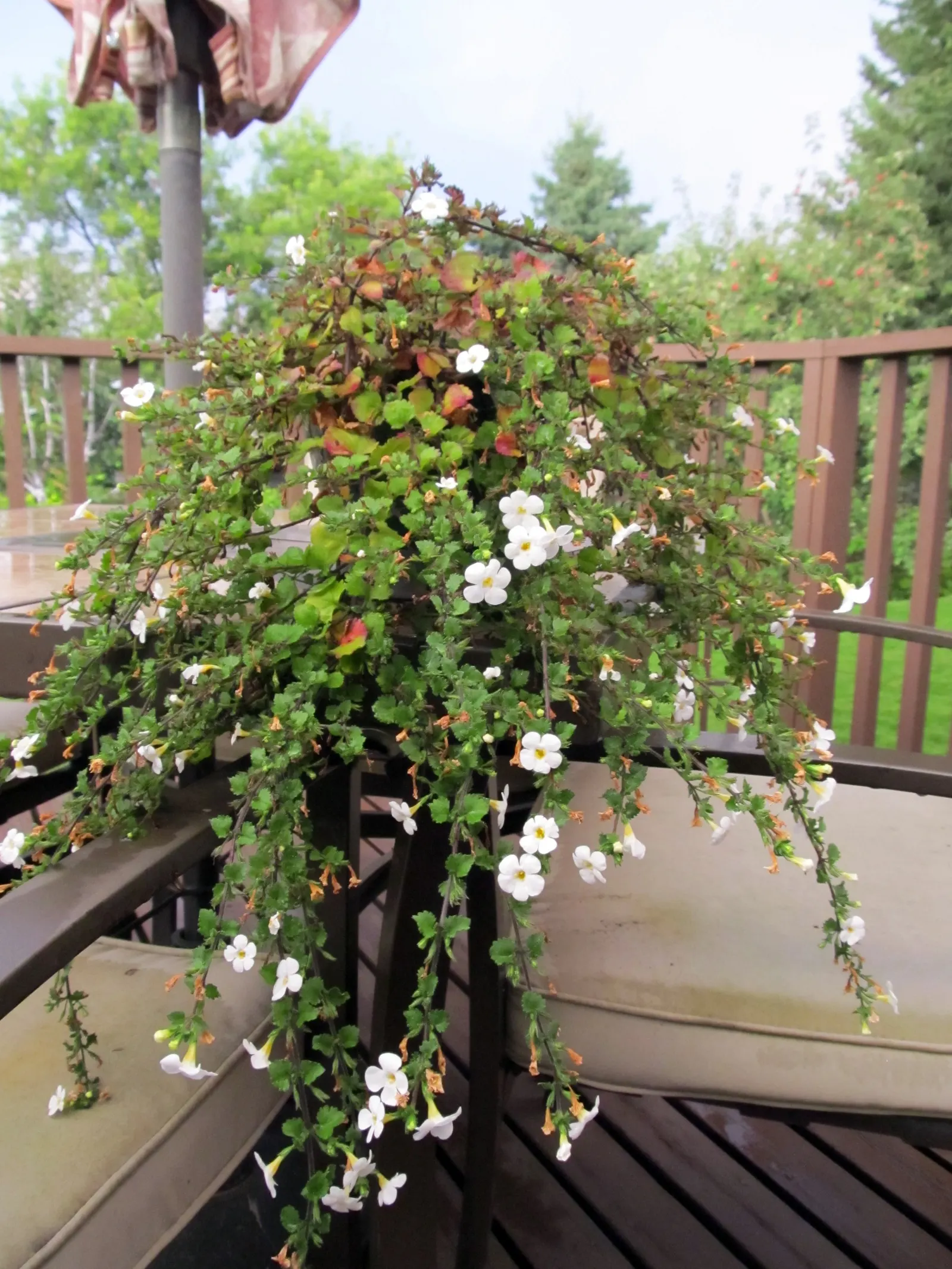 White Bacopa (Sutera Cordata) — and even as a ground cover; convey this ease of care to the client to assure them of a stunning yet manageable garden feature