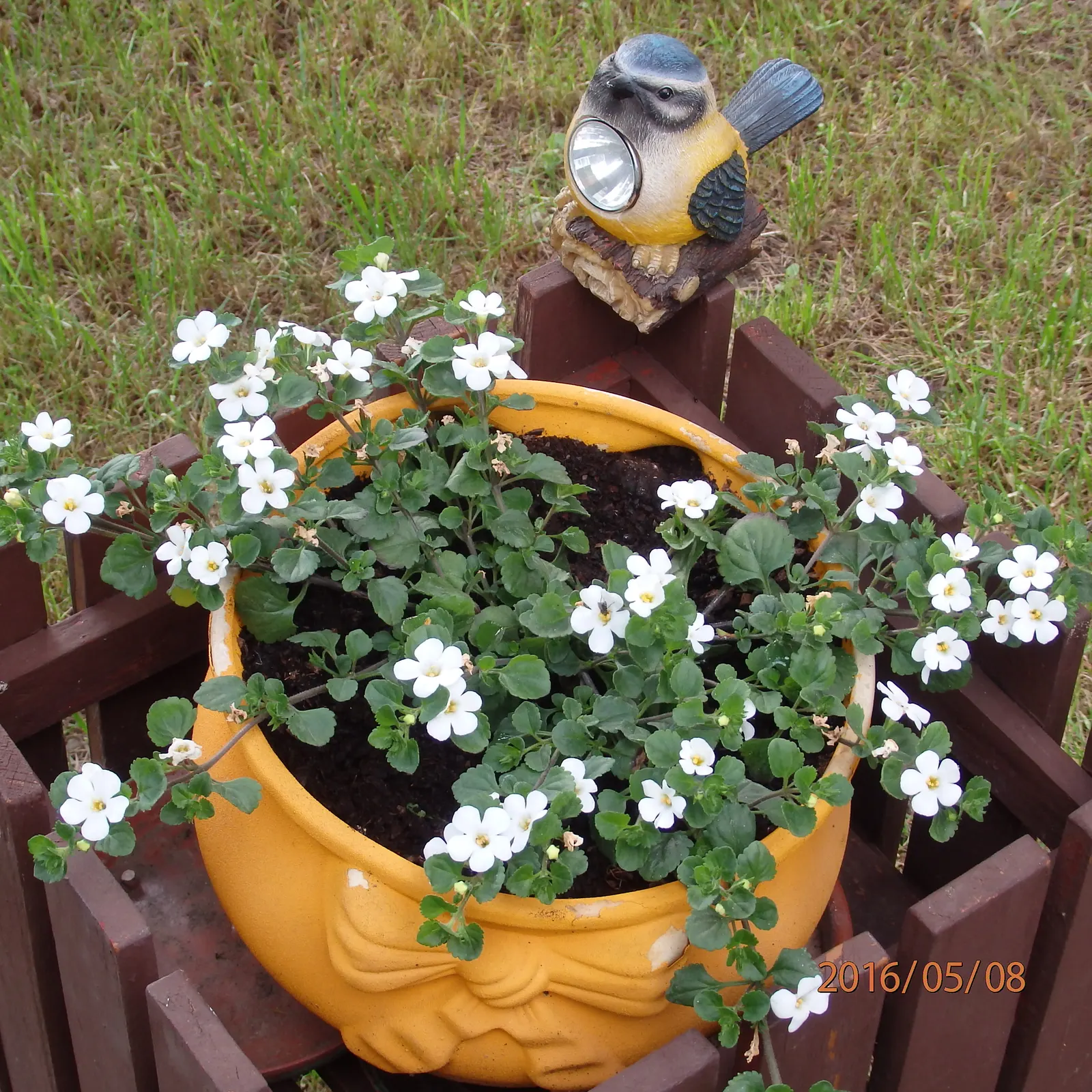 White Bacopa (Sutera Cordata) — each bloom measures about 1 inch in diameter and showcases a prominent yellow center