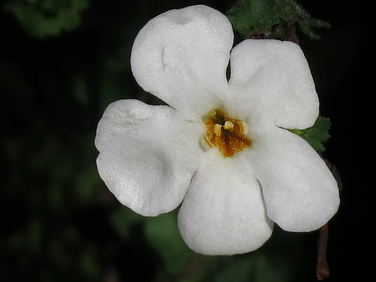 White Bacopa (Sutera Cordata) — green foliage and an abundance of dainty white flowers