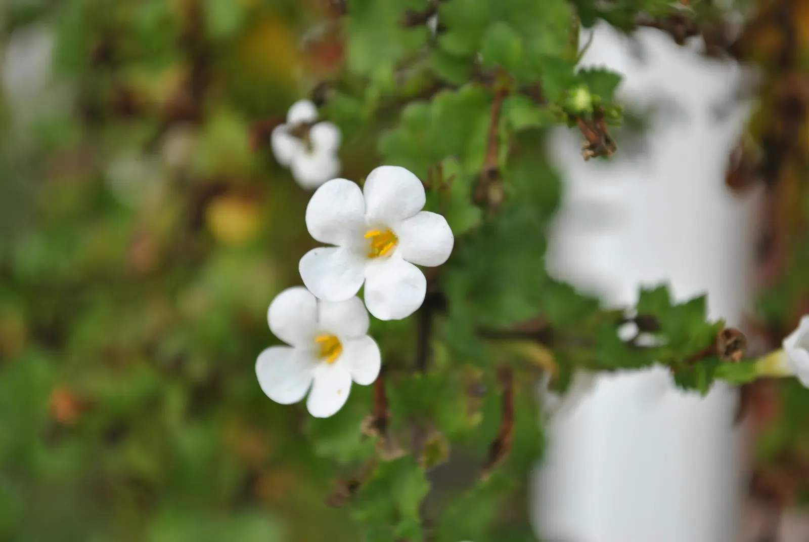 White Bacopa (Sutera Cordata) — White Bacopa (Sutera cordata), a trailing perennial, thrives in US zones 9-11; preferring full sun to partial, image 57