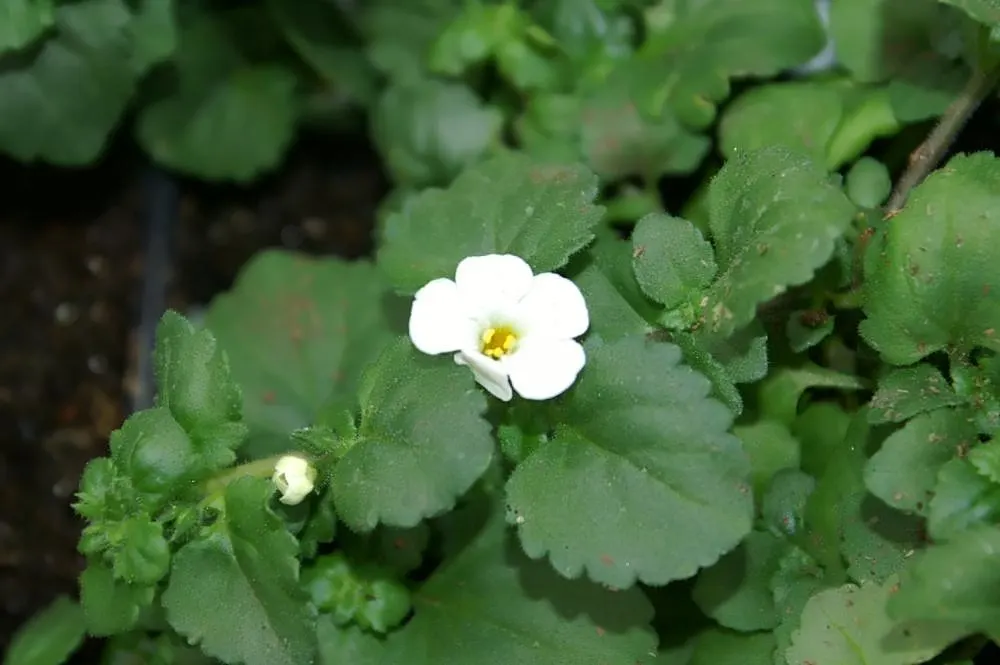 White Bacopa (Sutera Cordata) — Renowned for its cascading growth habit; preferring full sun to partial shade, it requires well-draining soil and moderate