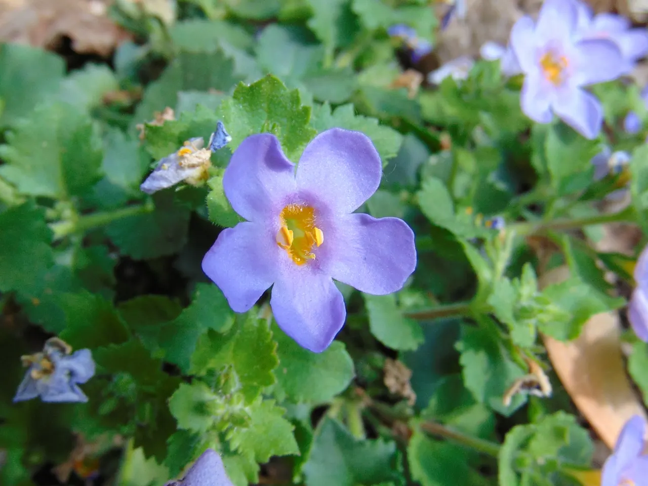 White Bacopa (Sutera Cordata) — Its delicate, five-petaled flowers bloom abundantly from spring to first frost; white Bacopa provides a prolonged, image 59