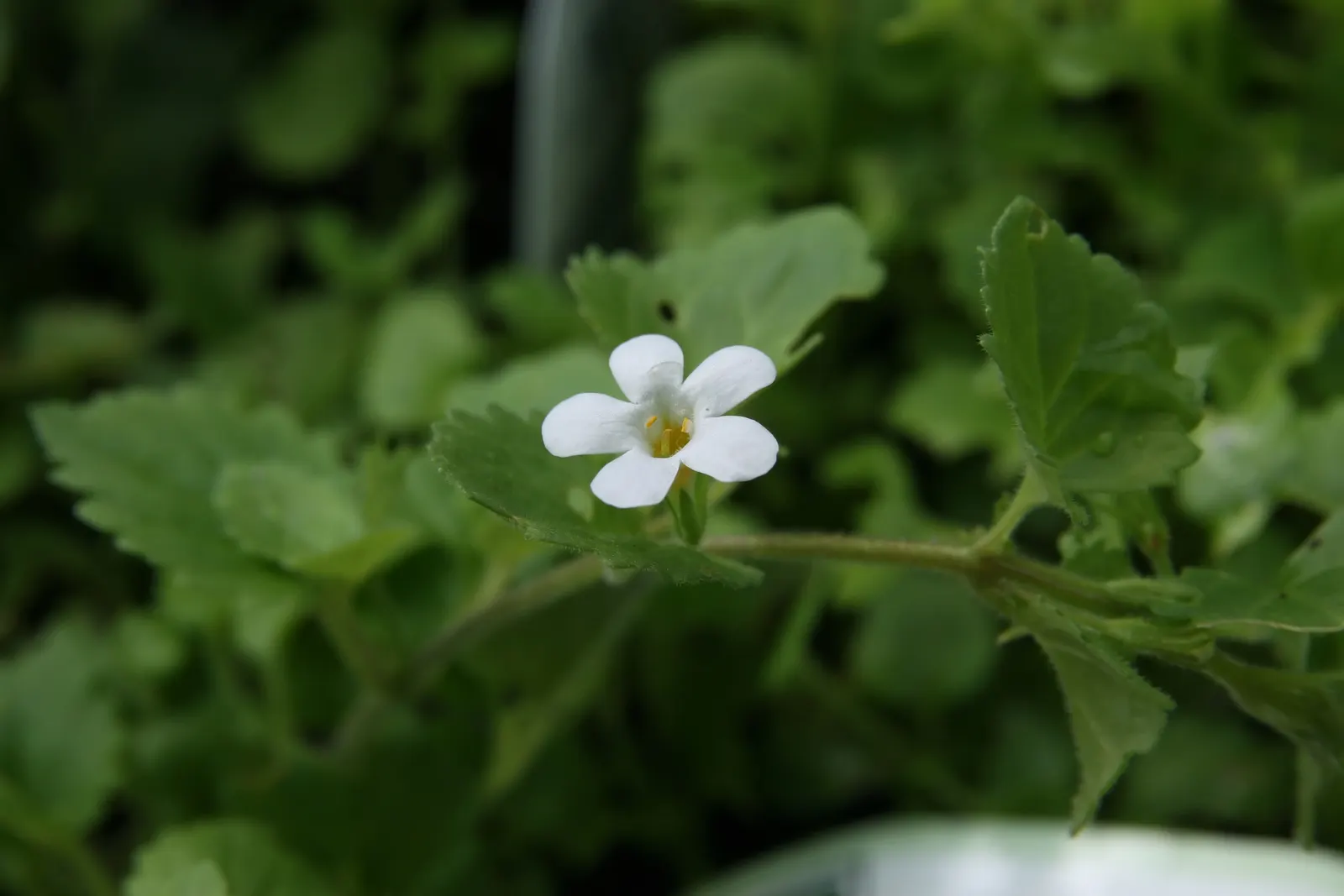 White Bacopa (Sutera Cordata) — It gracefully overflows containers, reaching 6 to 12 inches in height, with a spread of up to 2 feet