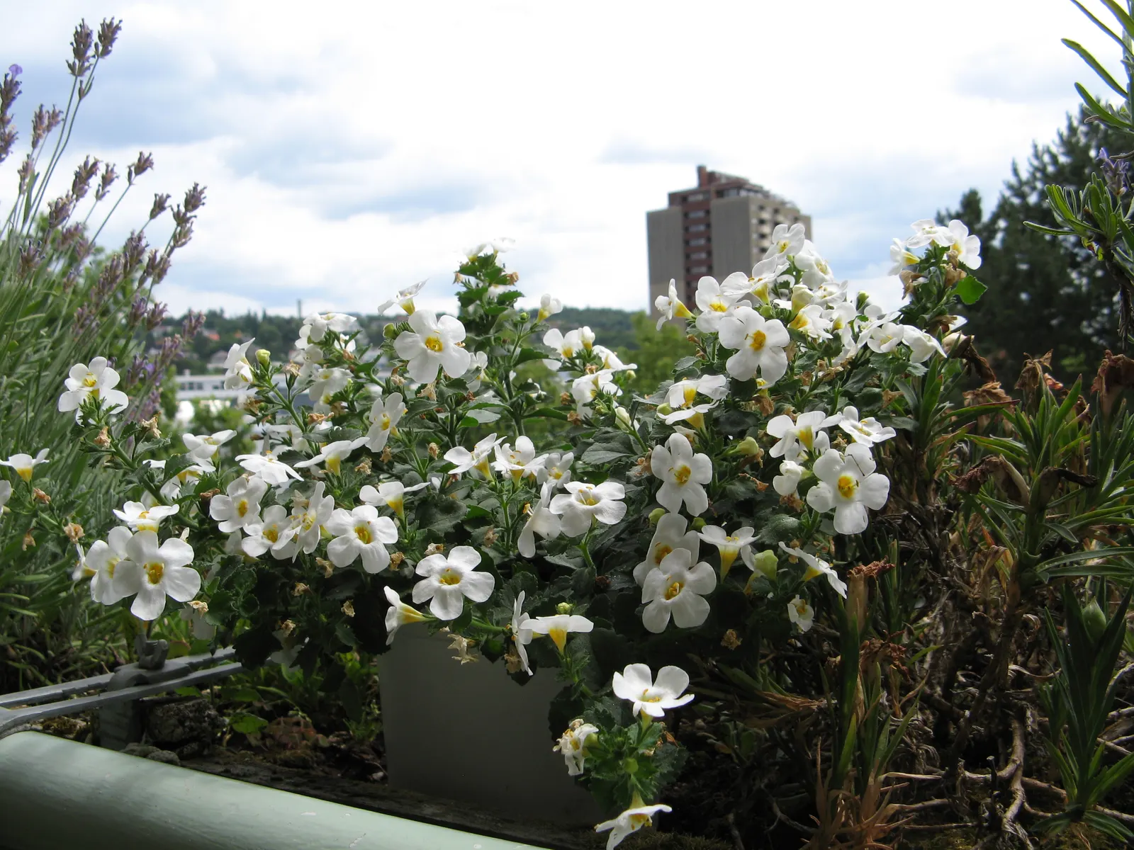 White Bacopa (Sutera Cordata) — each bloom measures about 1 inch in diameter and showcases a prominent yellow center; convey this ease of care to the client to