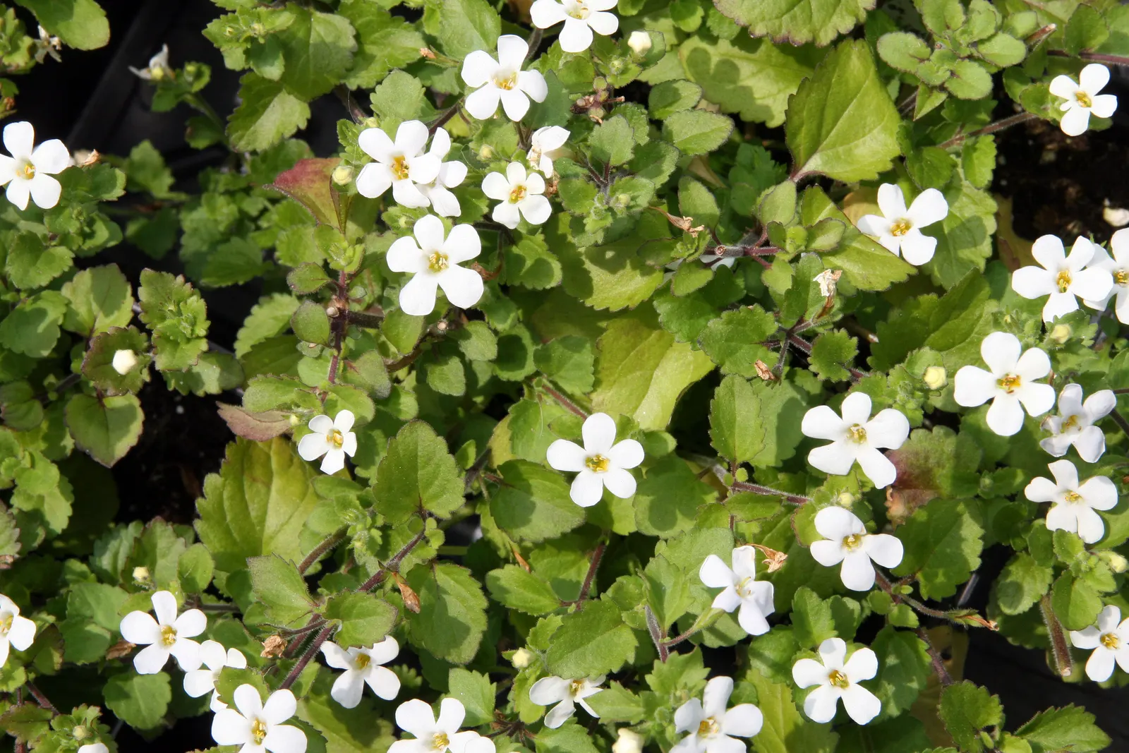 White Bacopa (Sutera Cordata) — making it quite adaptable to various garden exposures.<br><br>Characterized by its lush