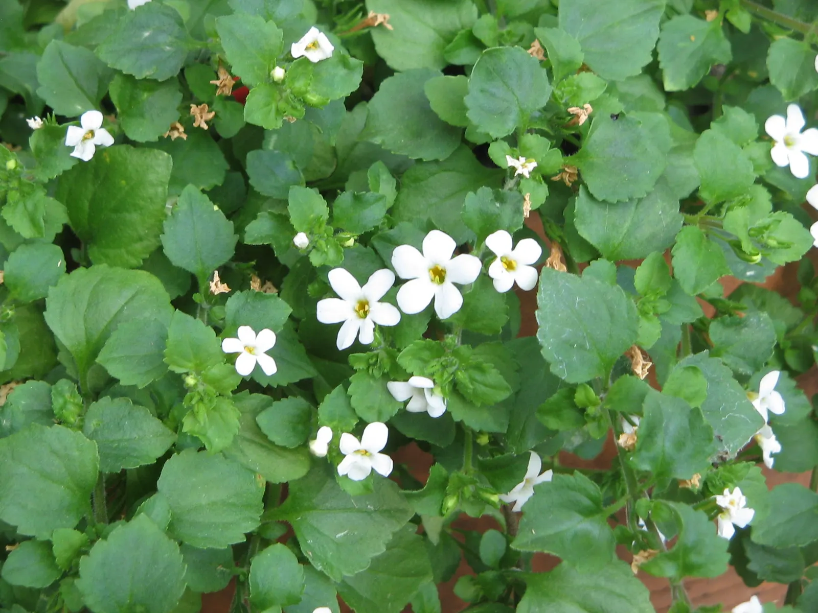 White Bacopa (Sutera Cordata) — Ideal for hanging baskets; preferring full sun to partial shade, it requires well-draining soil and moderate moisture