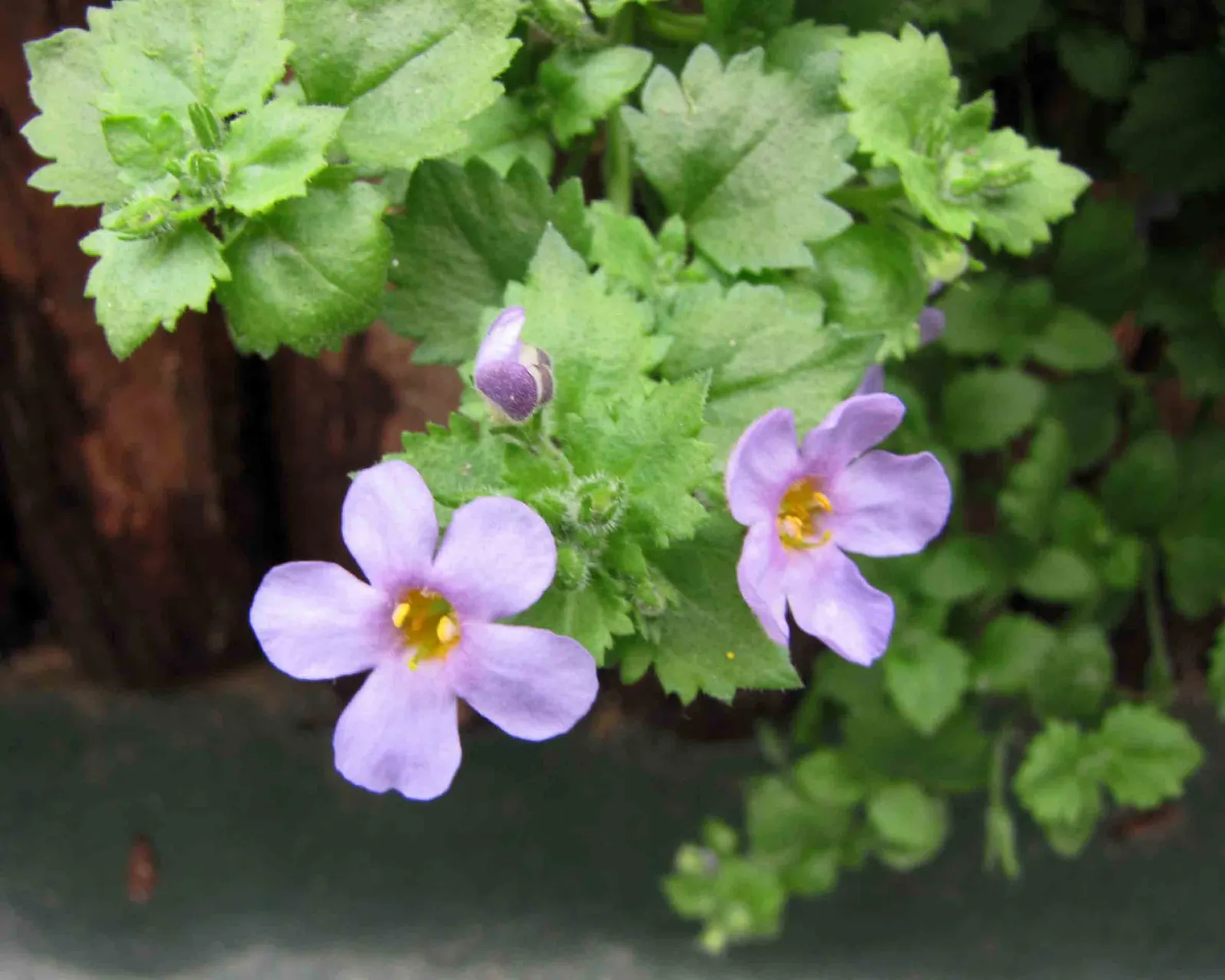 White Bacopa (Sutera Cordata) — white flowers in the garden