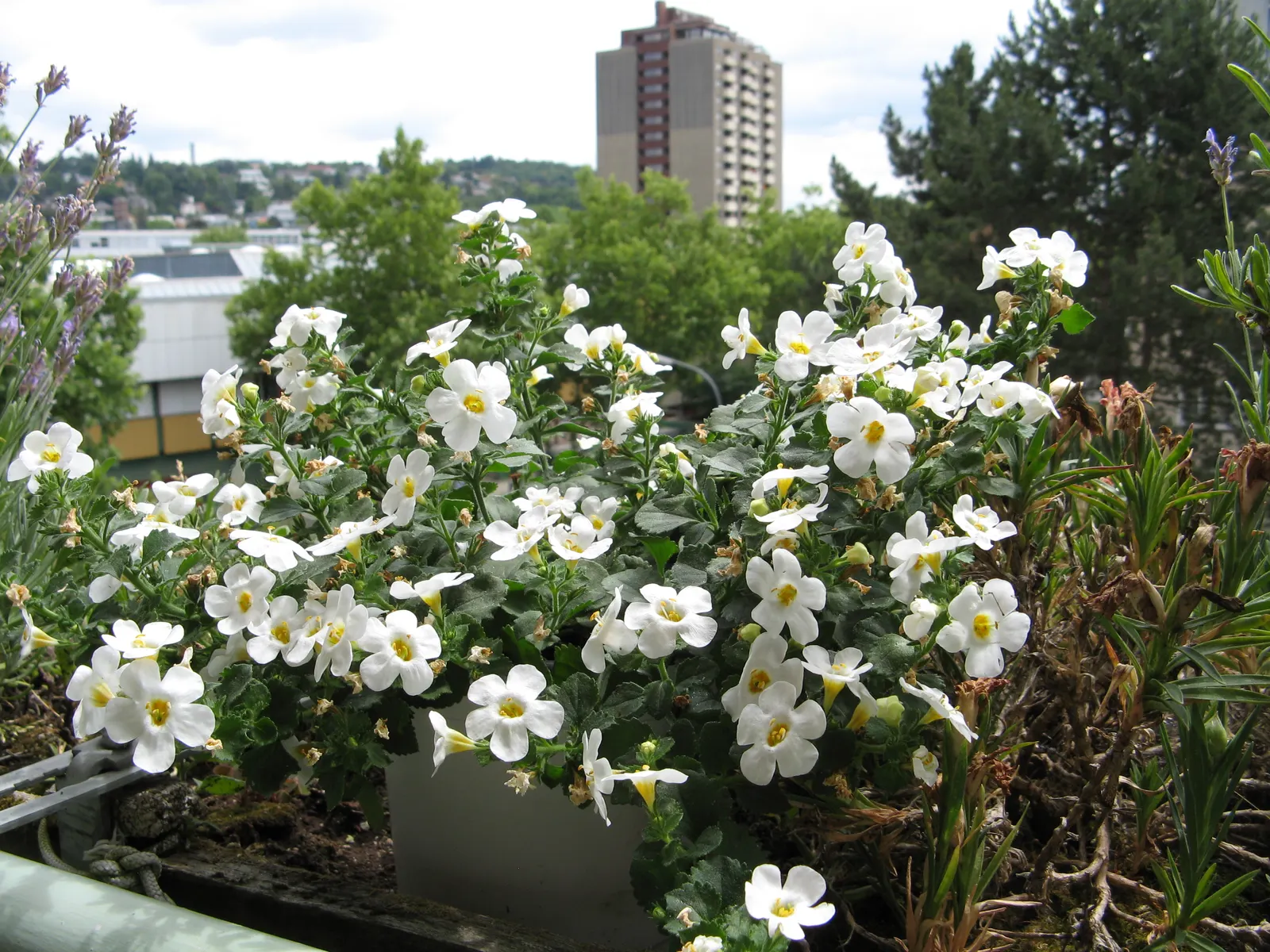 White Bacopa (Sutera Cordata) — making it quite adaptable to various garden exposures.<br><br>Characterized by its lush; is an excellent choice for hanging