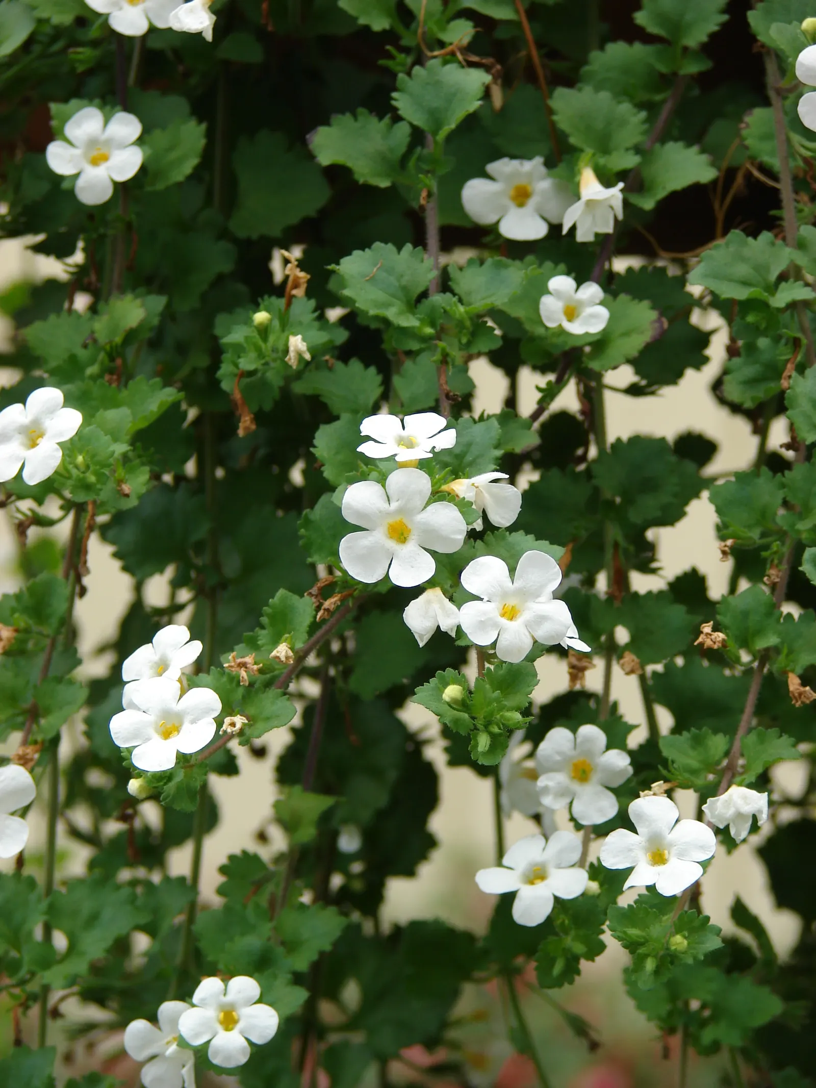 White Bacopa (Sutera Cordata) — each bloom measures about 1 inch in diameter and showcases a prominent yellow center; convey this ease of care to, image 72