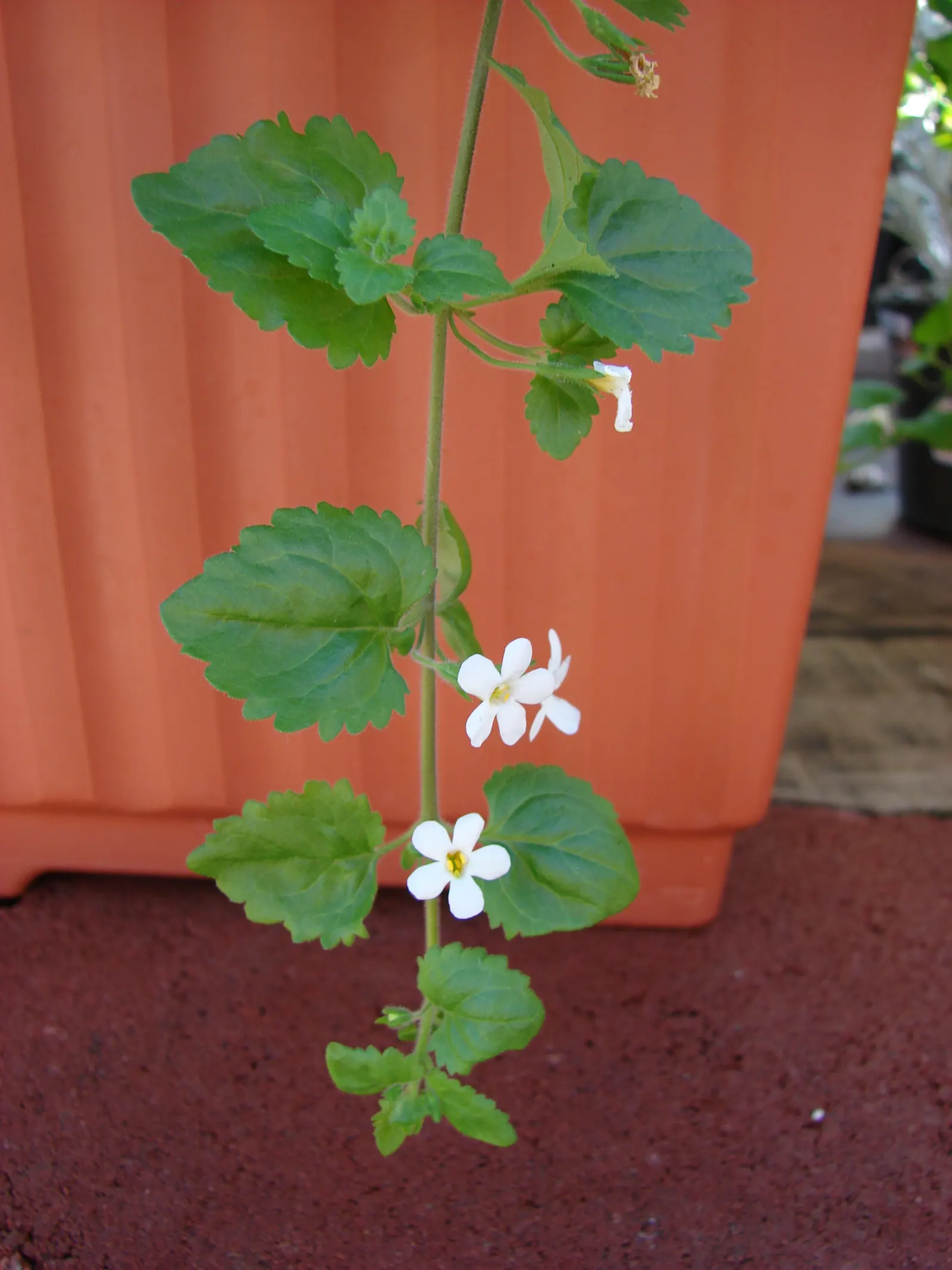White Bacopa (Sutera Cordata) — The plant typically thrives in USDA Hardiness Zones 9 to 11 and enjoys full to partial sunlight; preferring full sun to partial