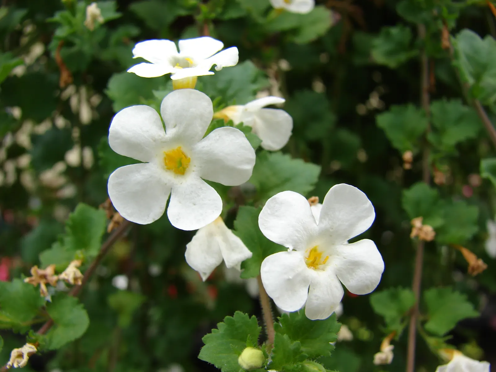 White Bacopa (Sutera Cordata) — making it quite adaptable to various garden exposures.<br><br>Characterized by its lush; is an excellent choice for, image 70