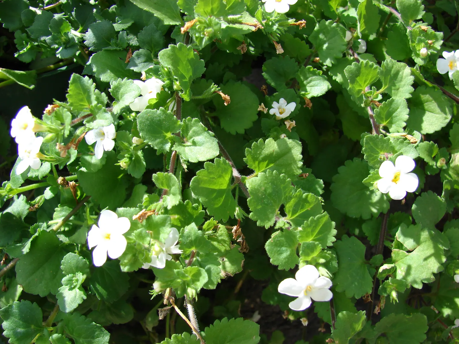 White Bacopa (Sutera Cordata) — creating a harmonious and textured display.<br><br>For the ideal growth; preferring full sun to partial shade, it, image 77