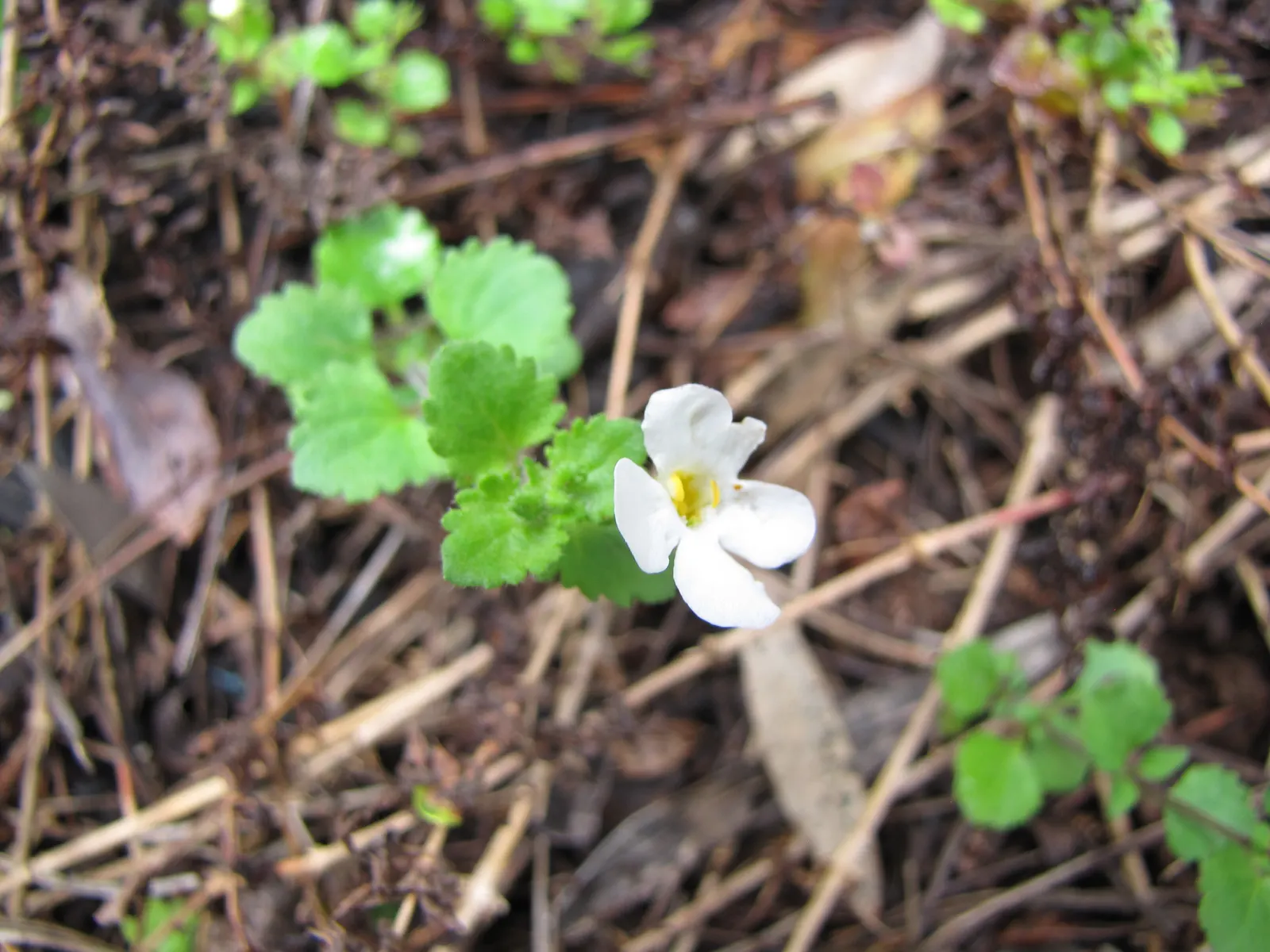 White Bacopa (Sutera Cordata) — White Bacopa (Sutera cordata), a trailing perennial, thrives in US zones 9-11; preferring full sun to partial shade, it