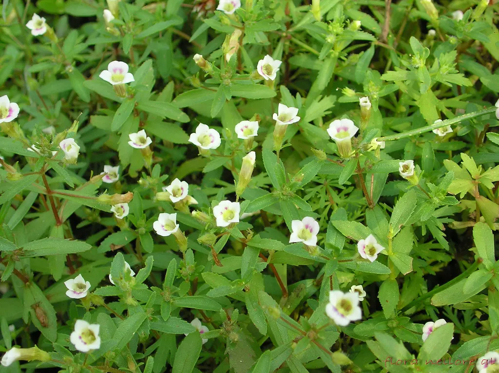 White Bacopa (Sutera Cordata) — When incorporating it into a landscape design, consider its propensity to spread