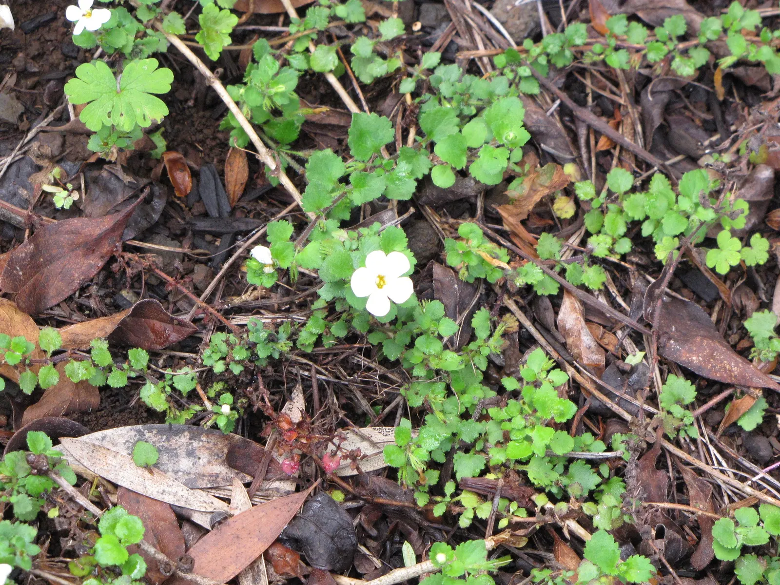 White Bacopa (Sutera Cordata) — Ideal for hanging baskets