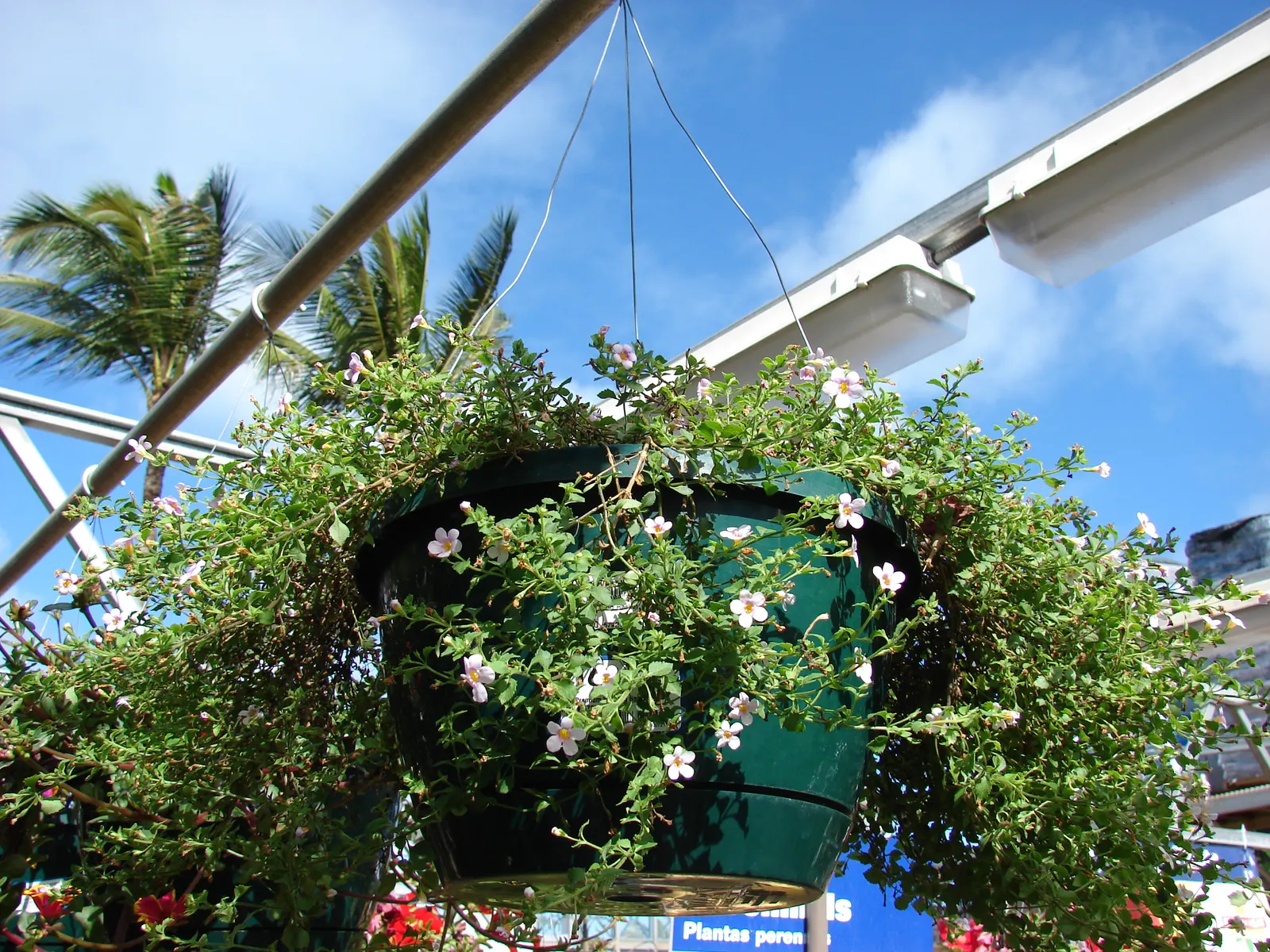 White Bacopa (Sutera Cordata) — fertilize monthly with a balanced; is an excellent choice for hanging baskets, image 78