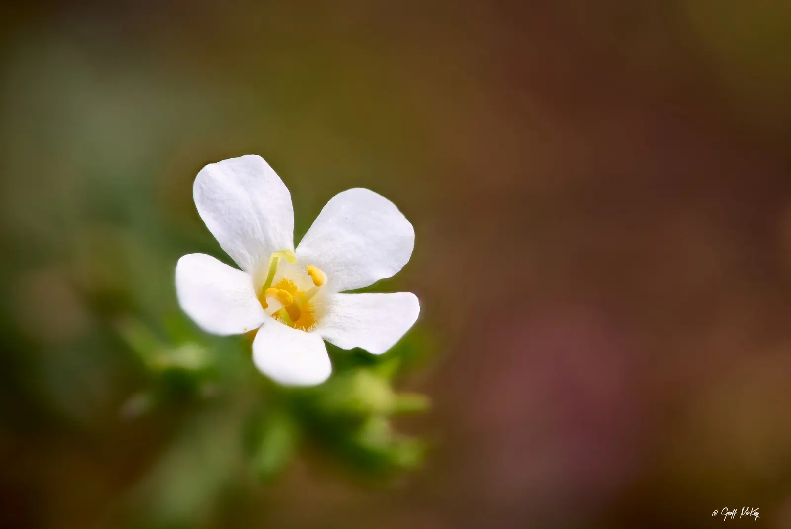 White Bacopa (Sutera Cordata) — Regularly deadheading is not necessary for this self-cleaning plant