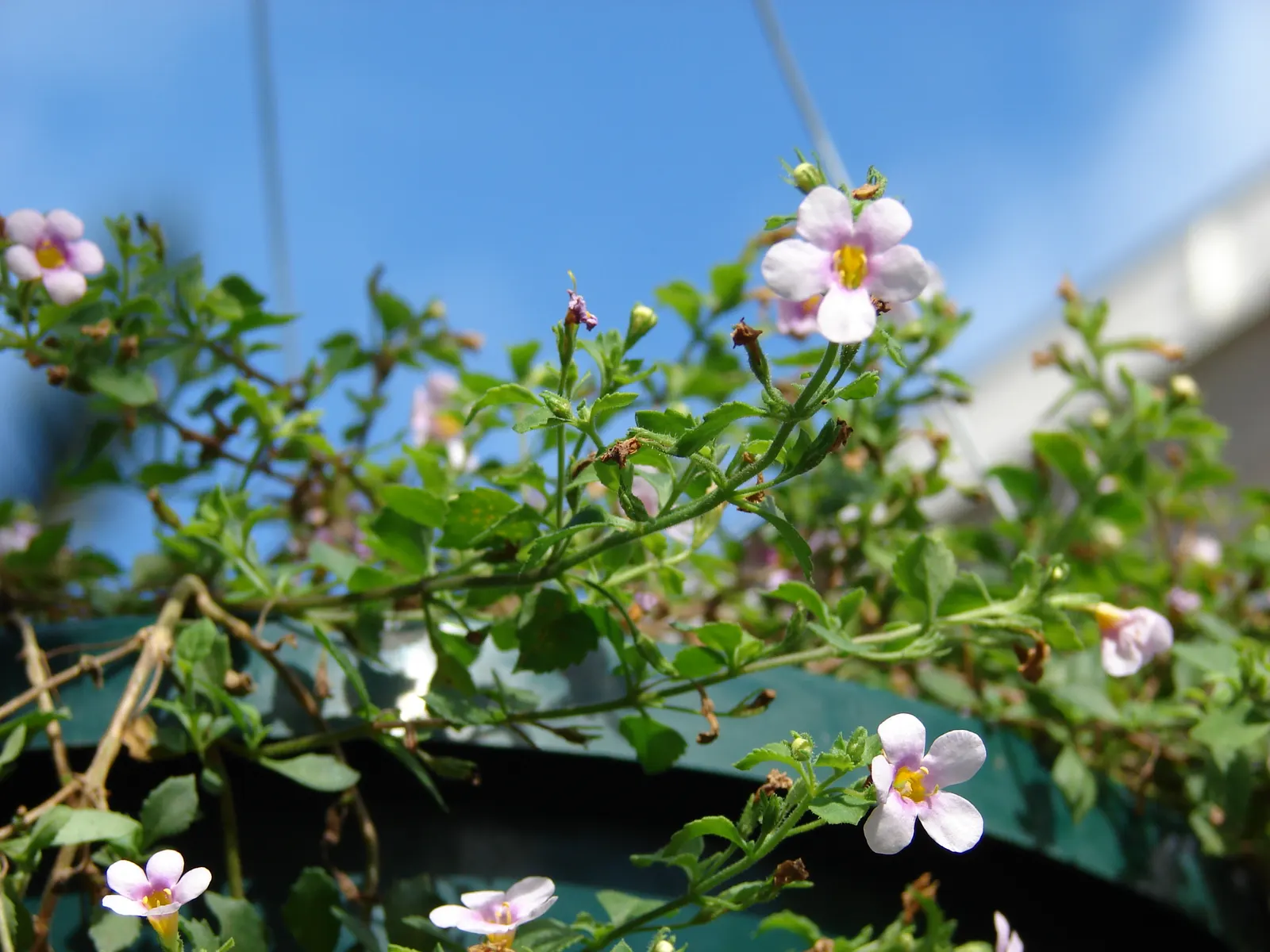 White Bacopa (Sutera Cordata) — making it a low-maintenance option for busy gardeners; convey this ease of care to the client to assure them of a, image 80