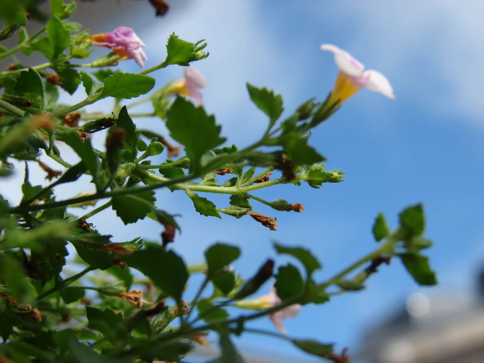 White Bacopa (Sutera Cordata) — Regularly deadheading is not necessary for this self-cleaning plant; white Bacopa provides a prolonged season of, image 79