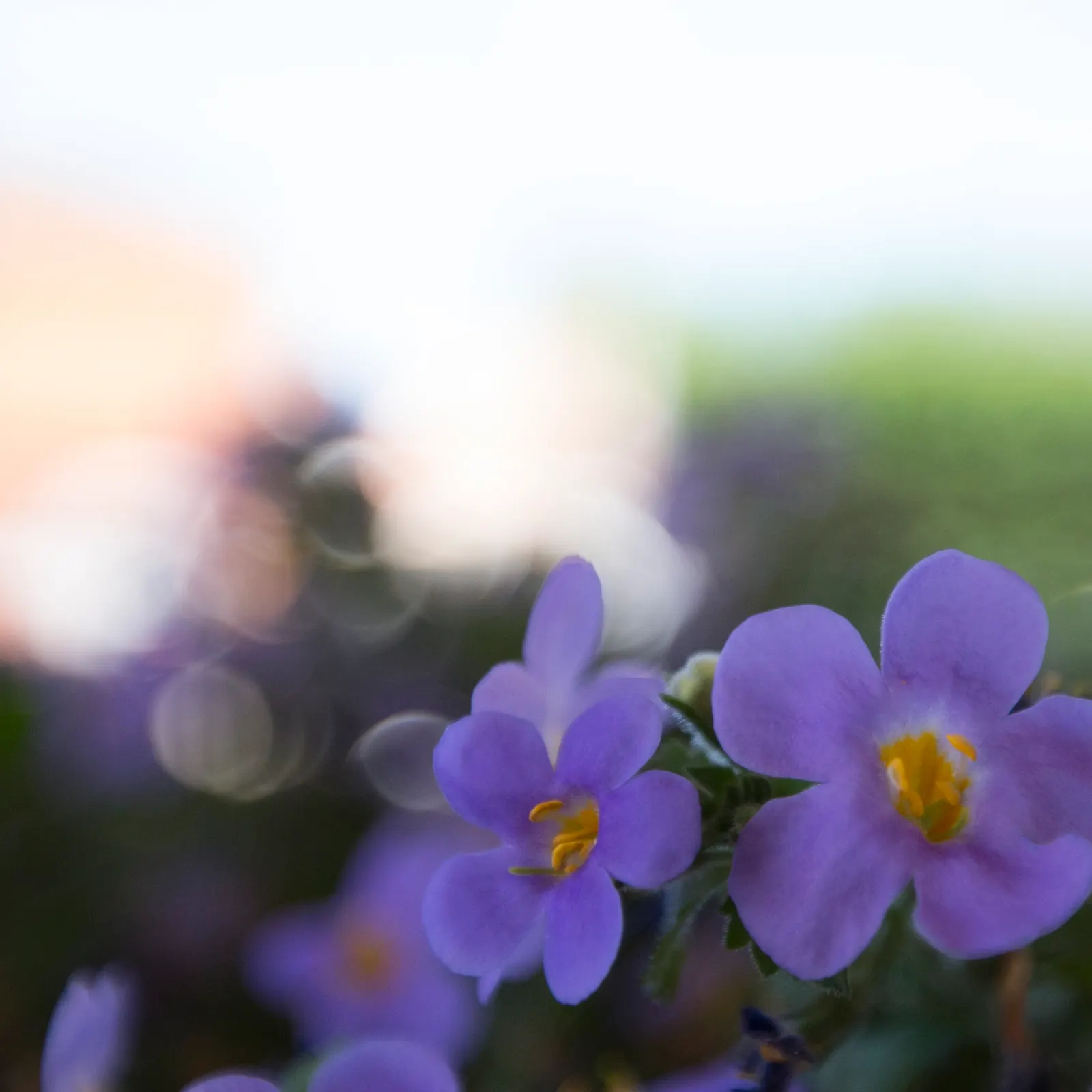 White Bacopa (Sutera Cordata) — making it a low-maintenance option for busy gardeners; convey this ease of care to the client to assure them of a stunning yet