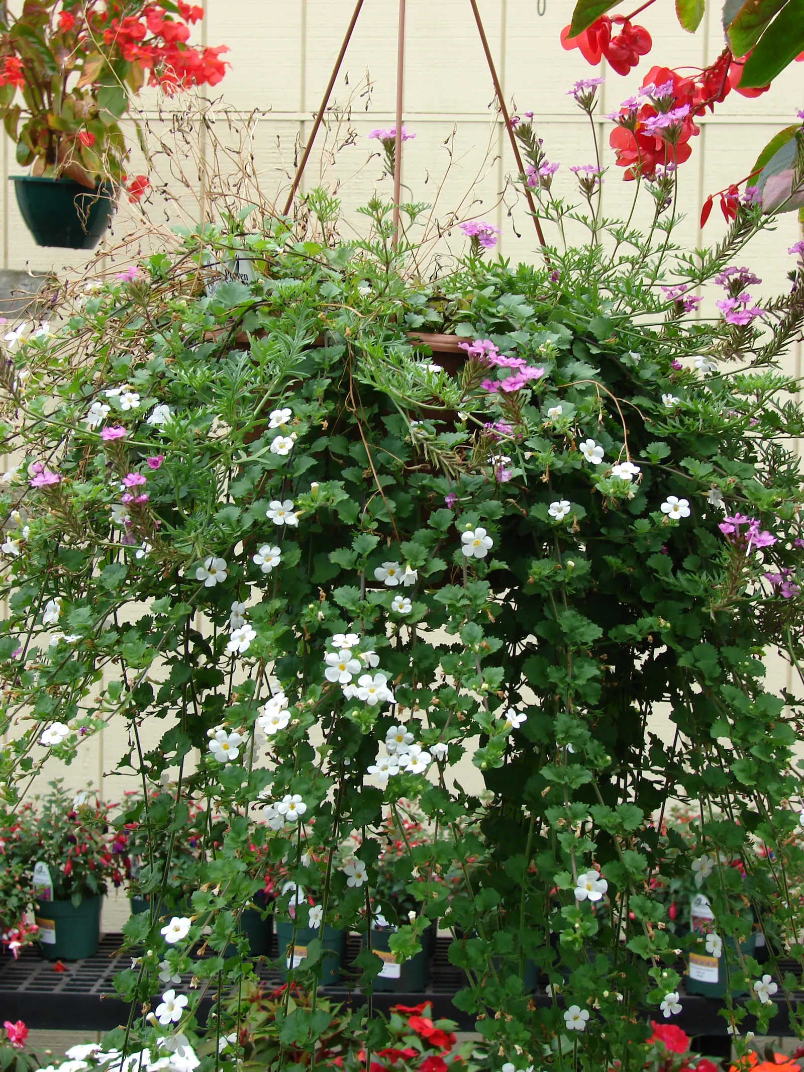 White Bacopa (Sutera Cordata) — When incorporating it into a landscape design, consider its propensity to spread; white Bacopa provides a prolonged, image 75