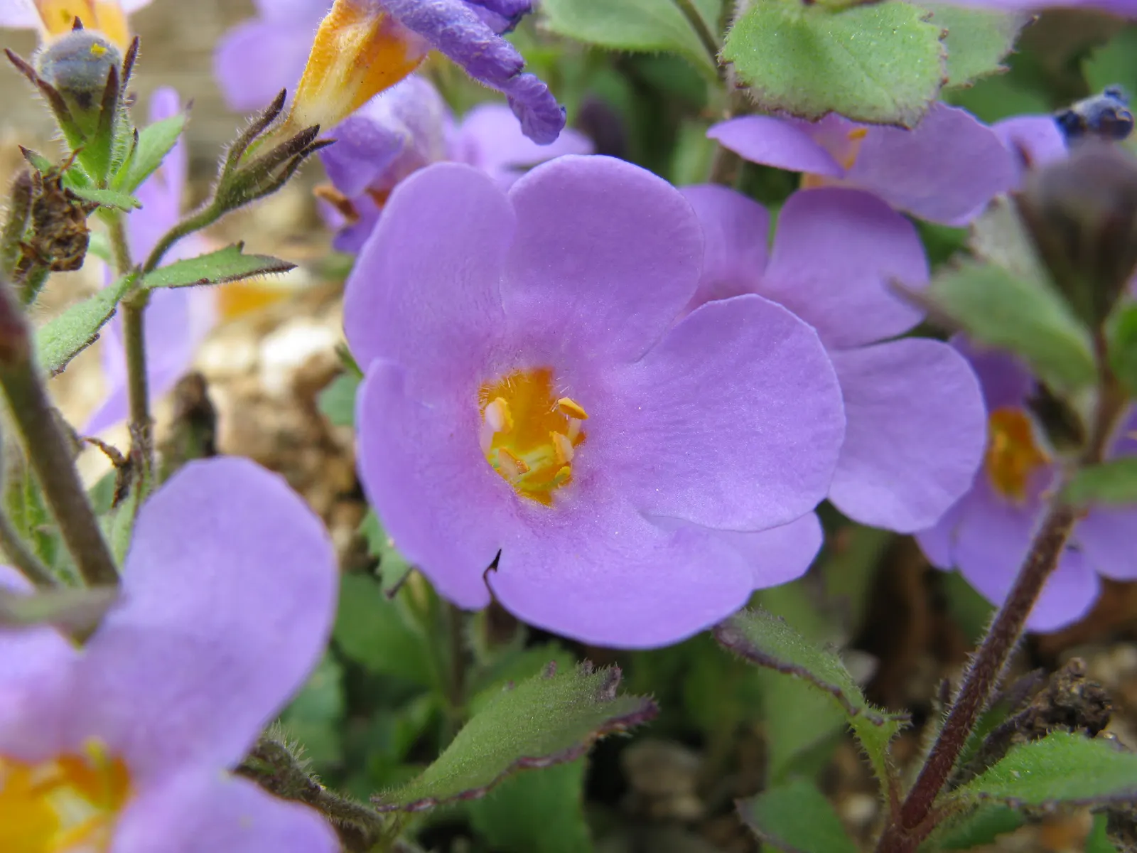White Bacopa (Sutera Cordata) — White Bacopa (Sutera cordata), a trailing perennial, thrives in US zones 9-11