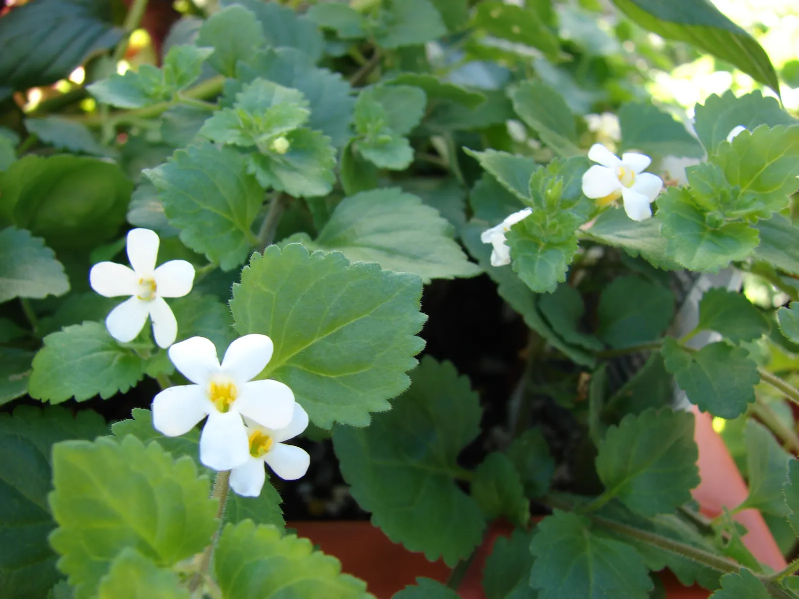 White Bacopa (Sutera Cordata) — often treated as an annual in colder climates; is an excellent choice for hanging baskets