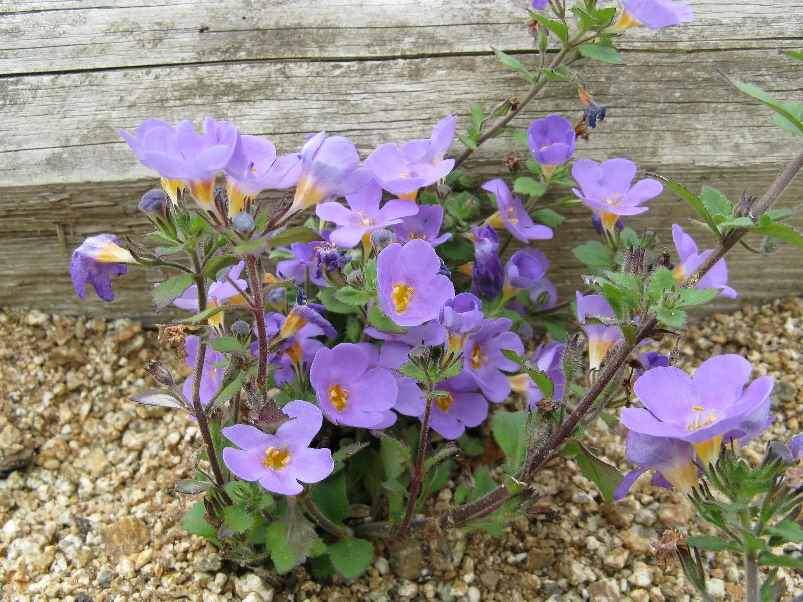 White Bacopa (Sutera Cordata) — ground cover / perennial with white blooms