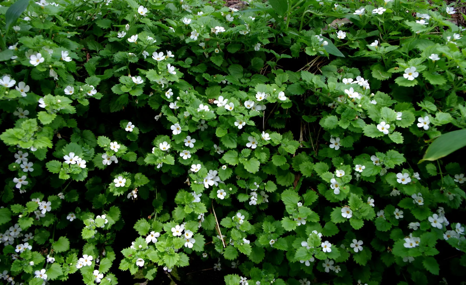 White Bacopa (Sutera Cordata) — often treated as an annual in colder climates; is an excellent choice for hanging baskets, image 66