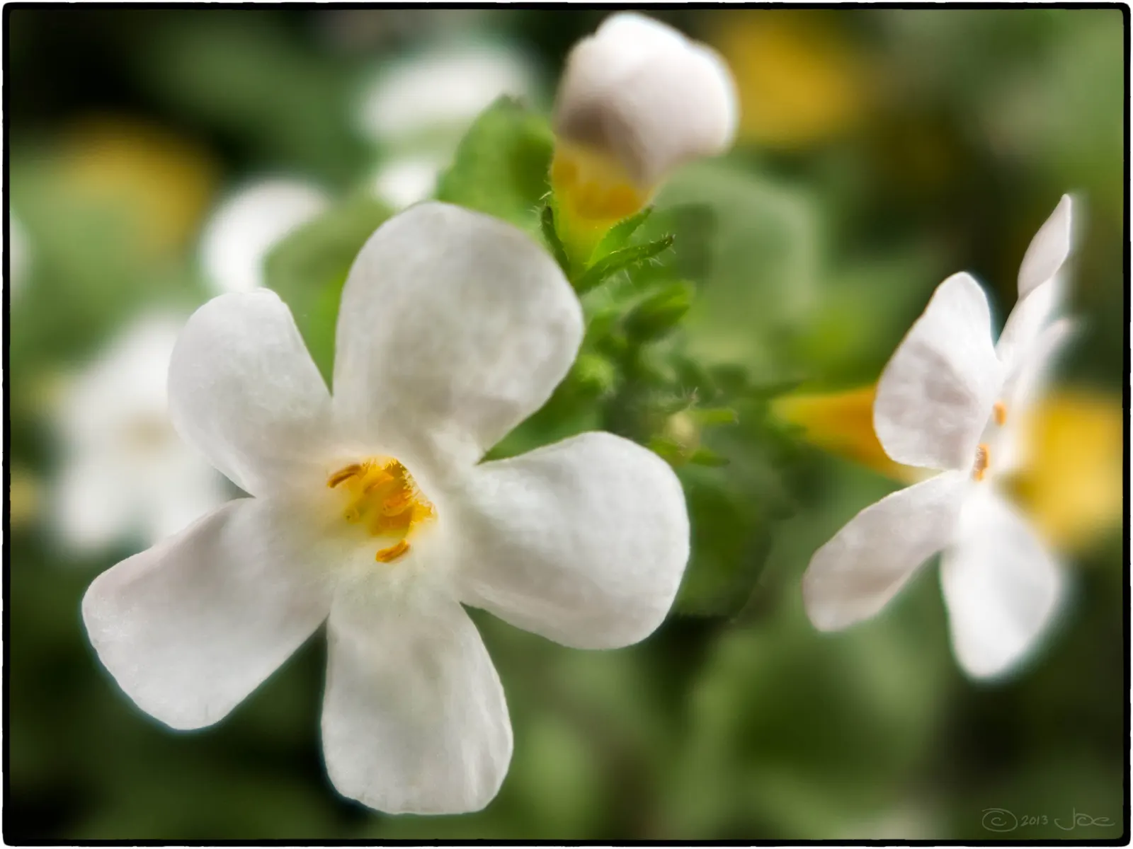 White Bacopa (Sutera Cordata) — creating a harmonious and textured display.<br><br>For the ideal growth; preferring full sun to partial shade, it requires