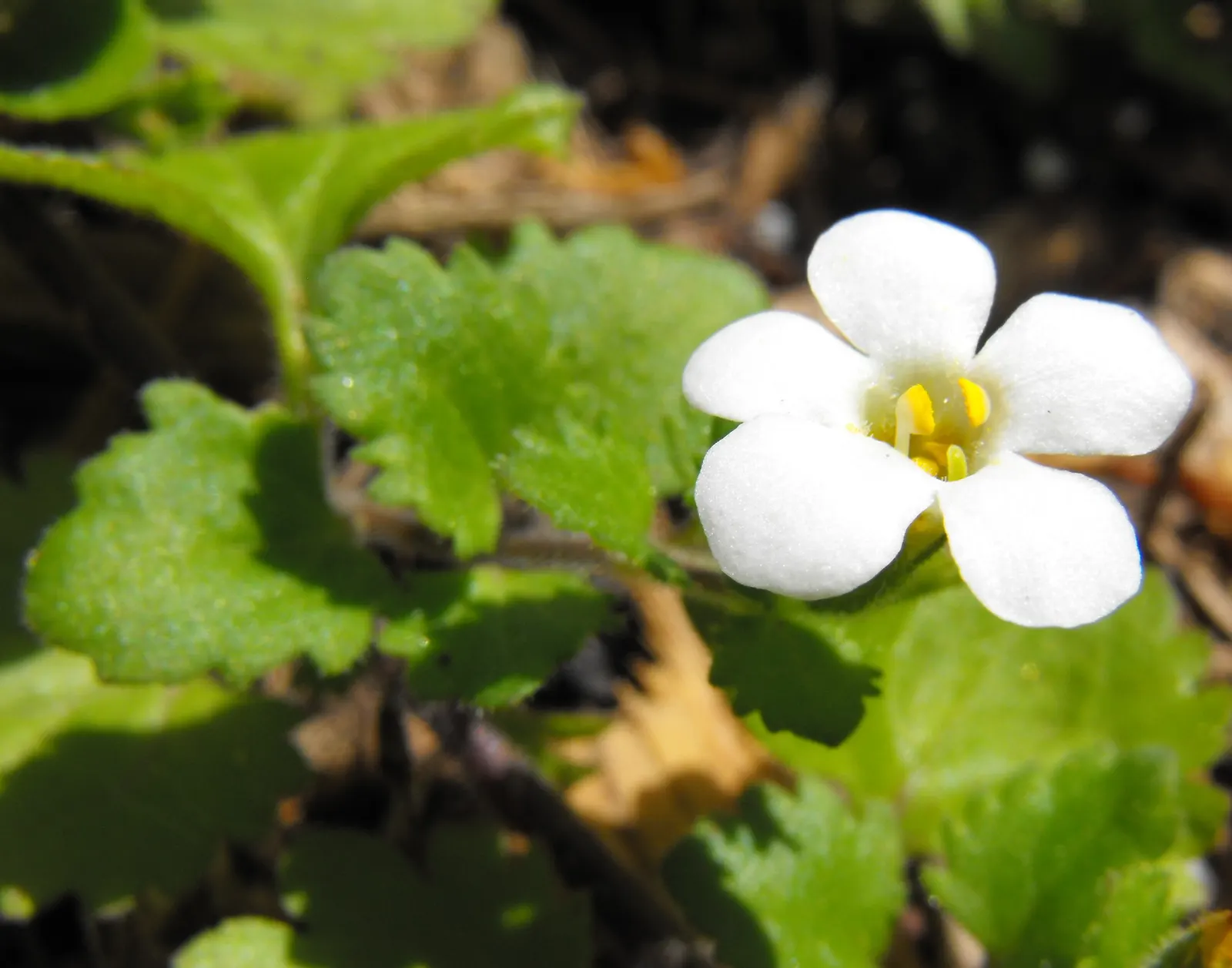 White Bacopa (Sutera Cordata) — Flowering profusely from late spring to early fall; preferring full sun to partial shade, it requires well-draining soil and