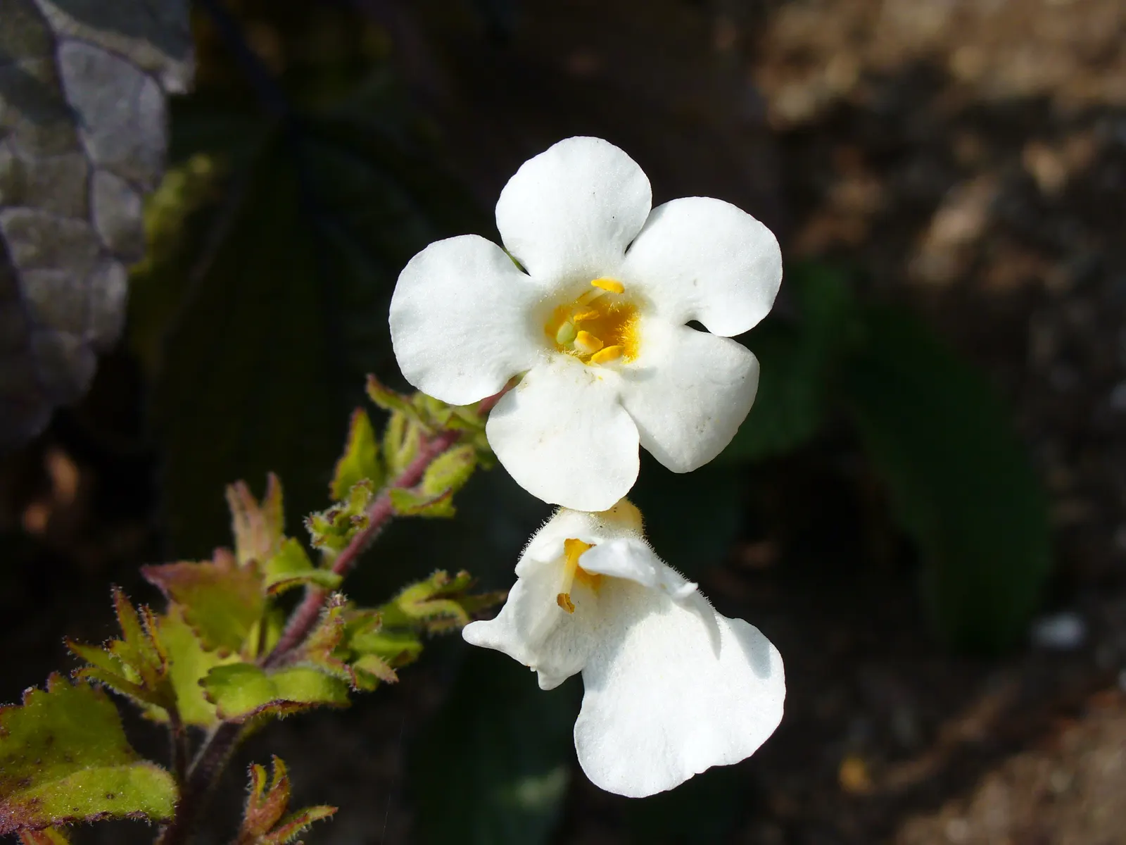 White Bacopa (Sutera Cordata) — White Bacopa provides a prolonged season of visual interest