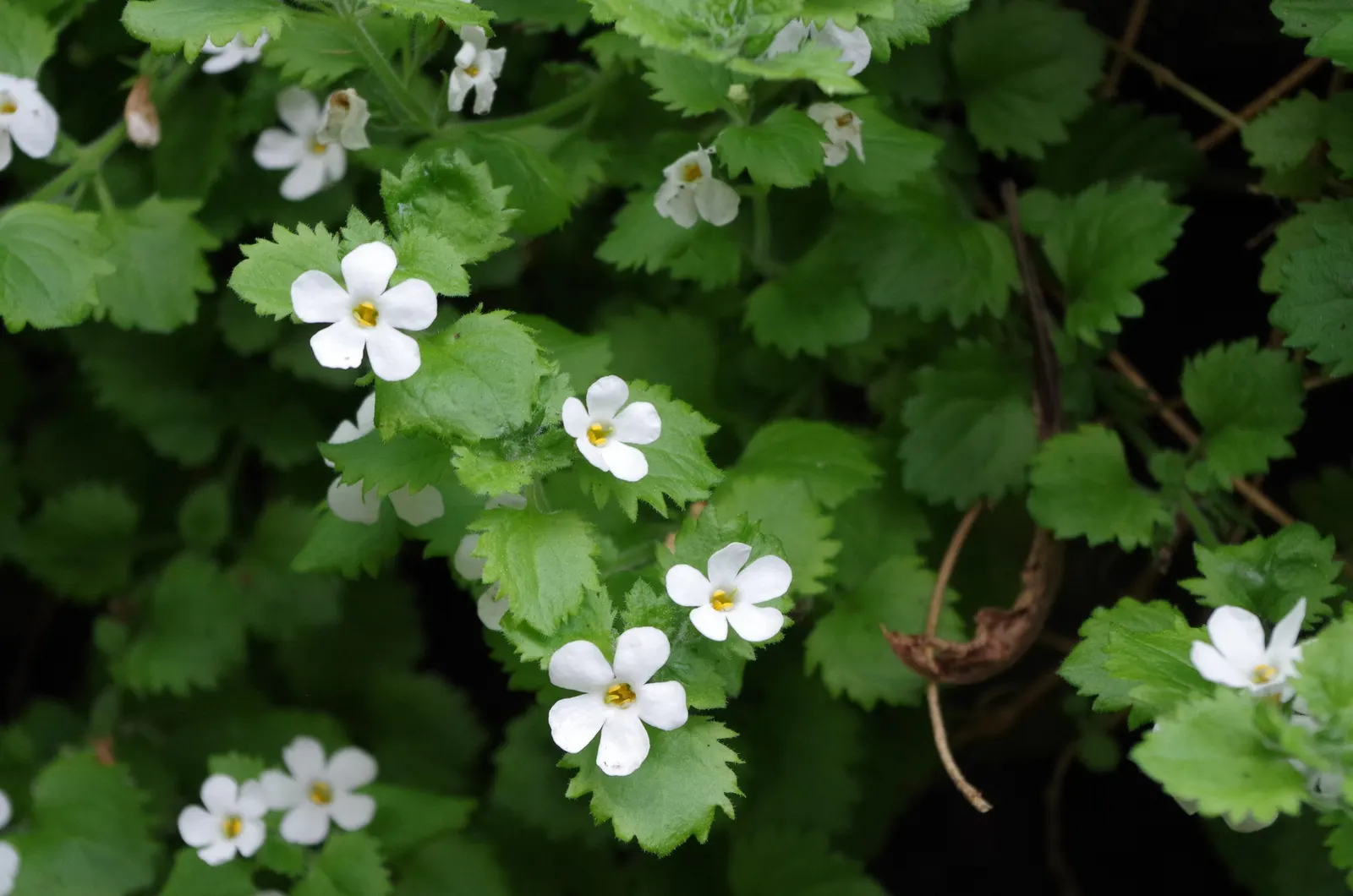 White Bacopa (Sutera Cordata) — often treated as an annual in colder climates
