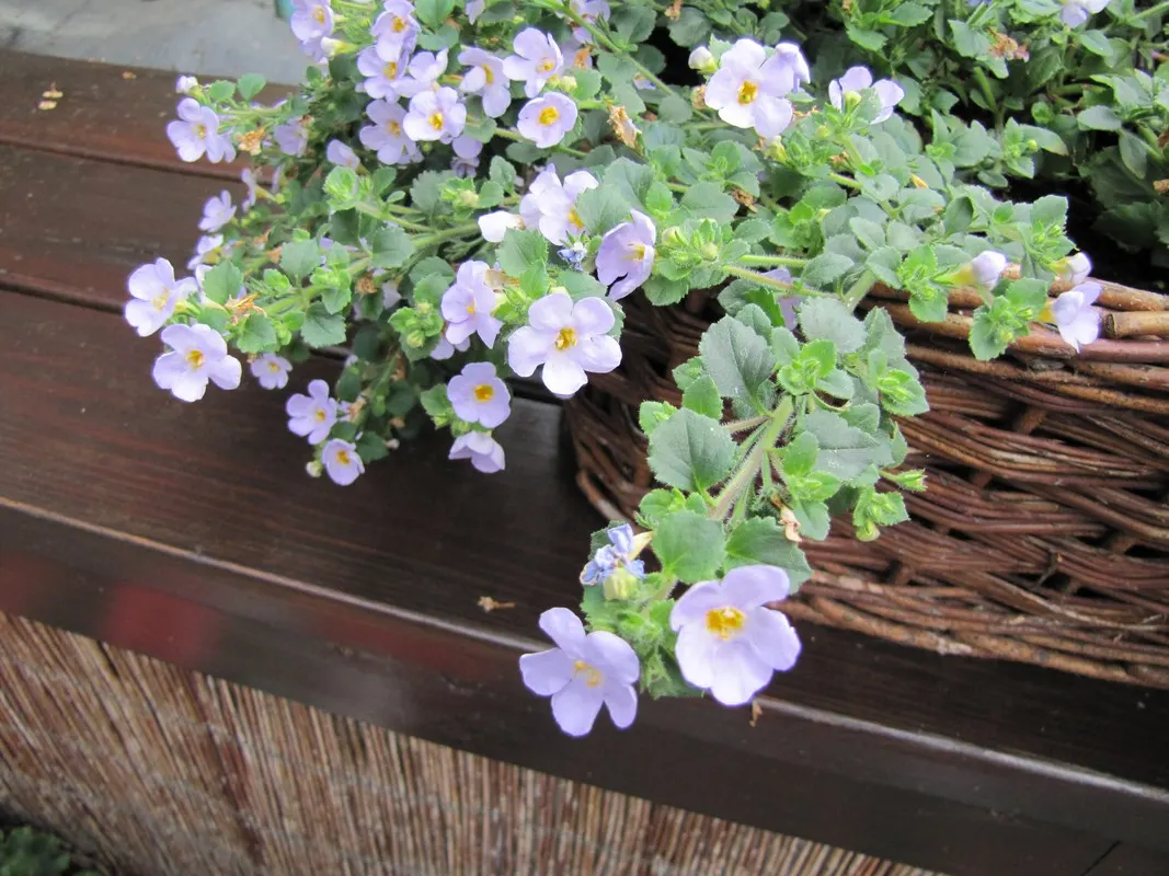 White Bacopa (Sutera Cordata) — It gracefully overflows containers, reaching 6 to 12 inches in height, with a spread of up to 2 feet; is an, image 58
