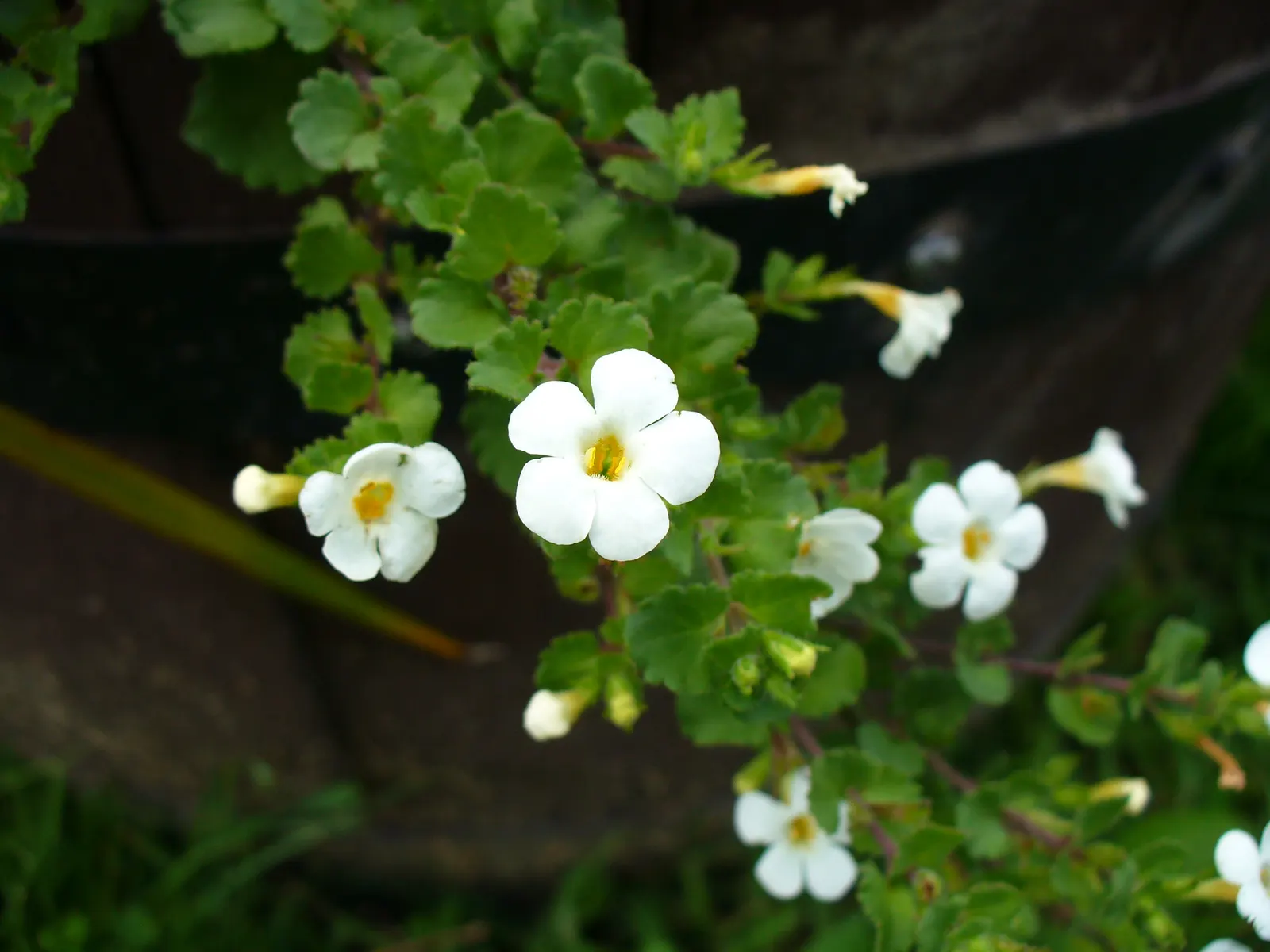 White Bacopa (Sutera Cordata) — The plant typically thrives in USDA Hardiness Zones 9 to 11 and enjoys full to partial sunlight; preferring full, image 69