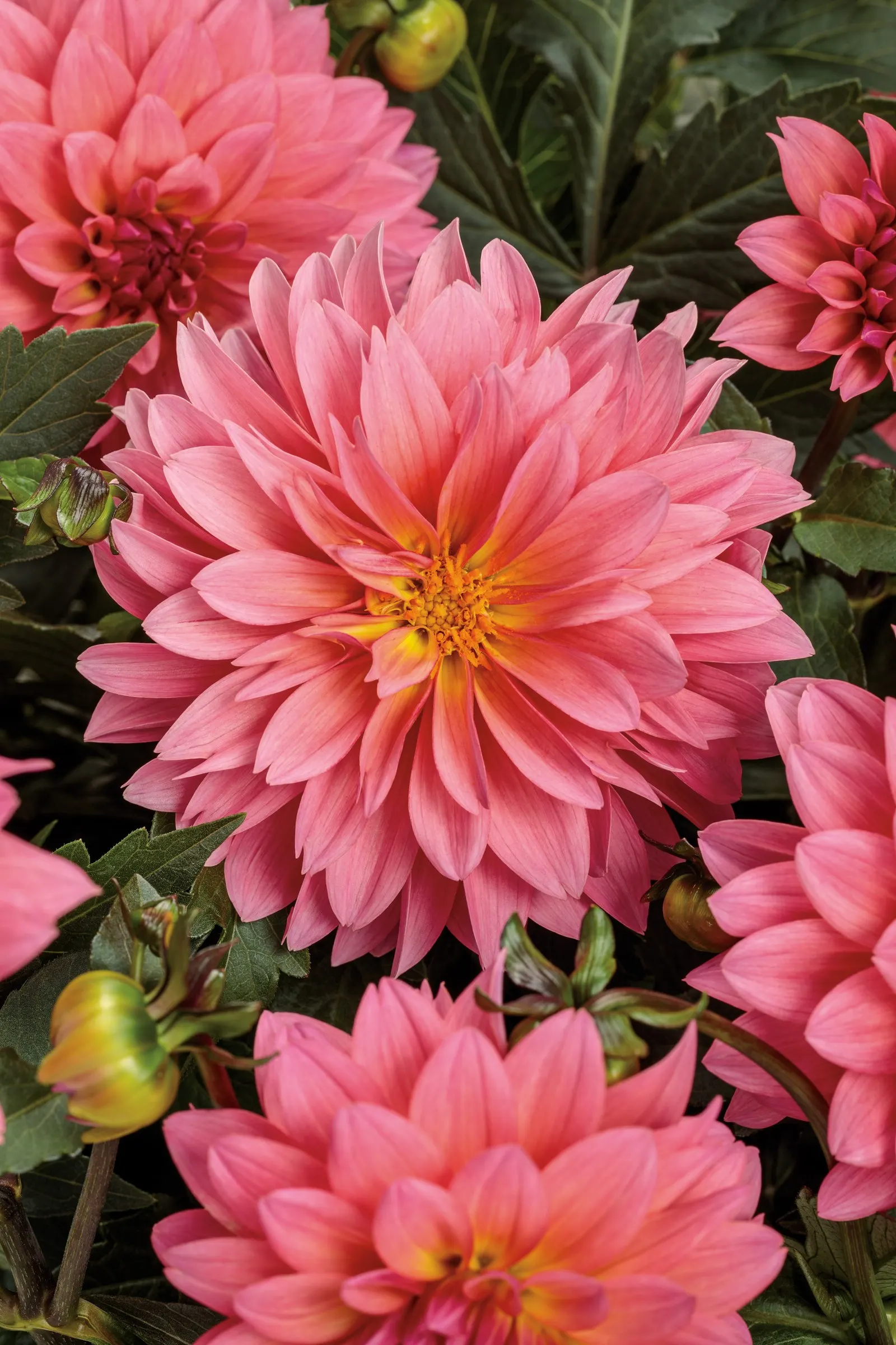 Pinkerific™ Dahlia (Dahlia variabilis) — It does not require unusually rich conditions
