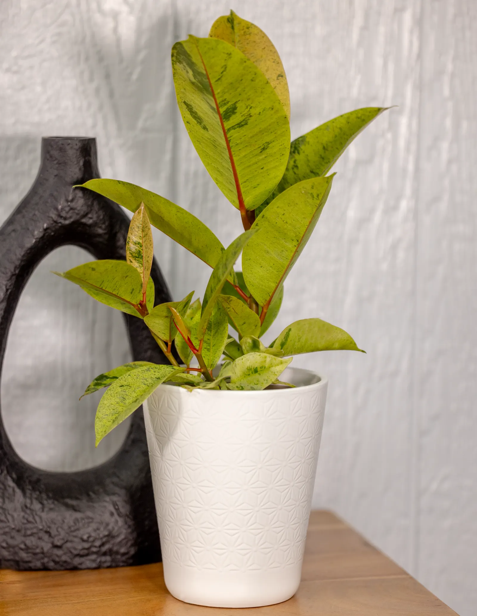 Ghost Rider™ Shivereana Moonshine (Ficus elastica) — The Ficus elastica is a variegated rubber plant
