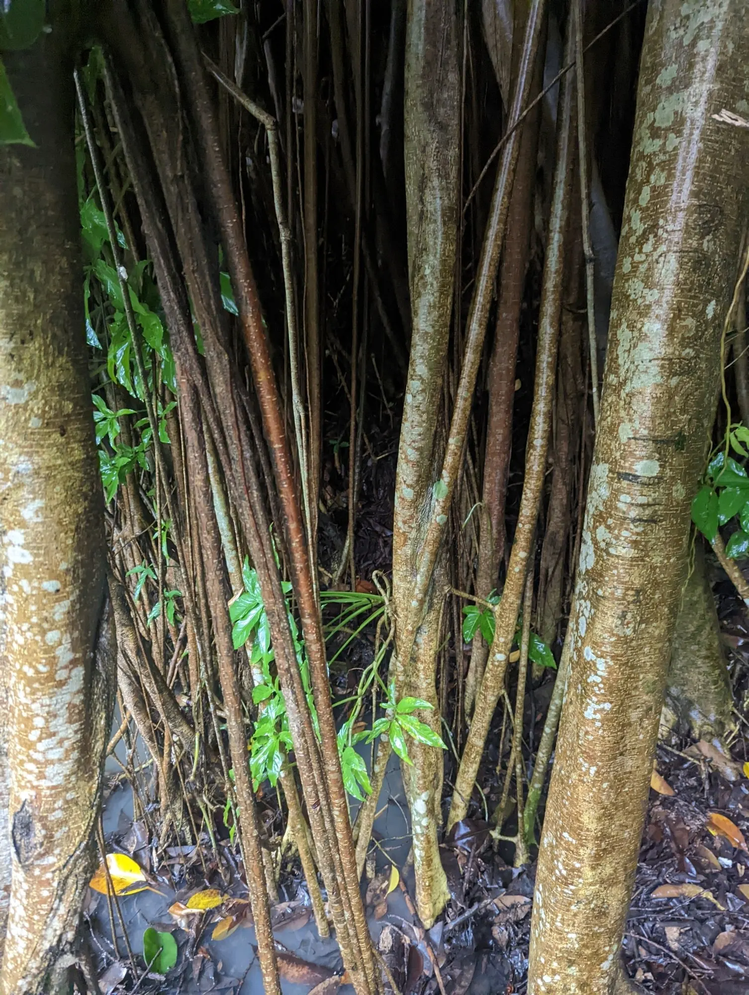Ghost Rider™ Shivereana Moonshine (Ficus elastica) — Ghost Rider™ offers glossy