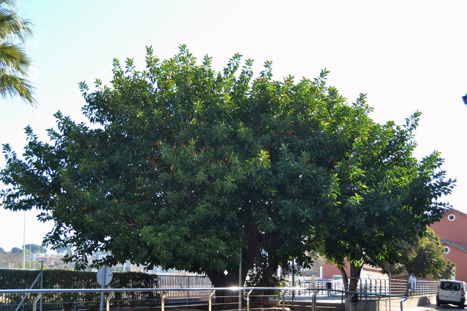 Ghost Rider™ Shivereana Moonshine (Ficus elastica) — with glossy oval leaves marbled in light green